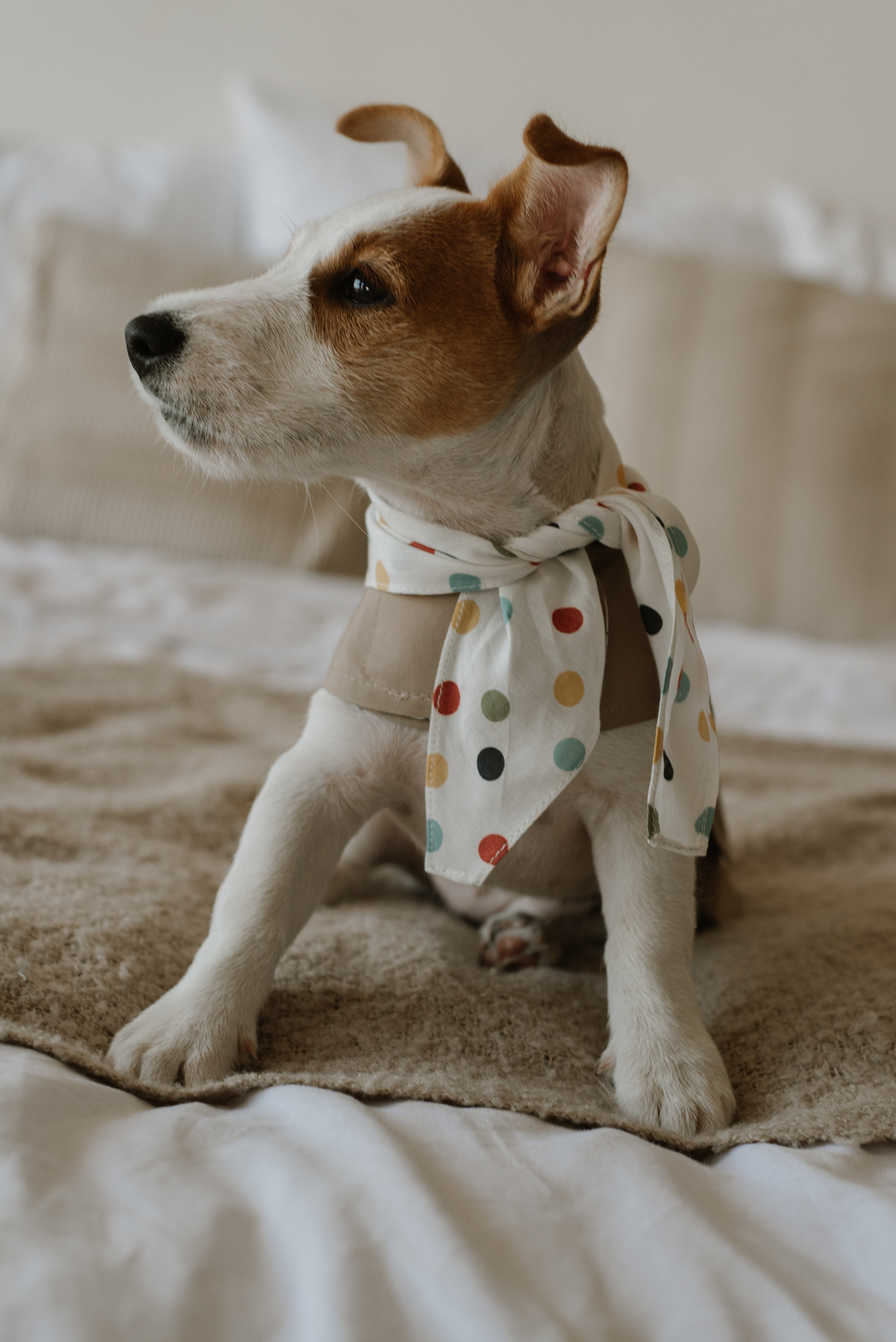 Petitemo.official. FOTOGRAF Ryzhykova Valentyna Kraków Polska