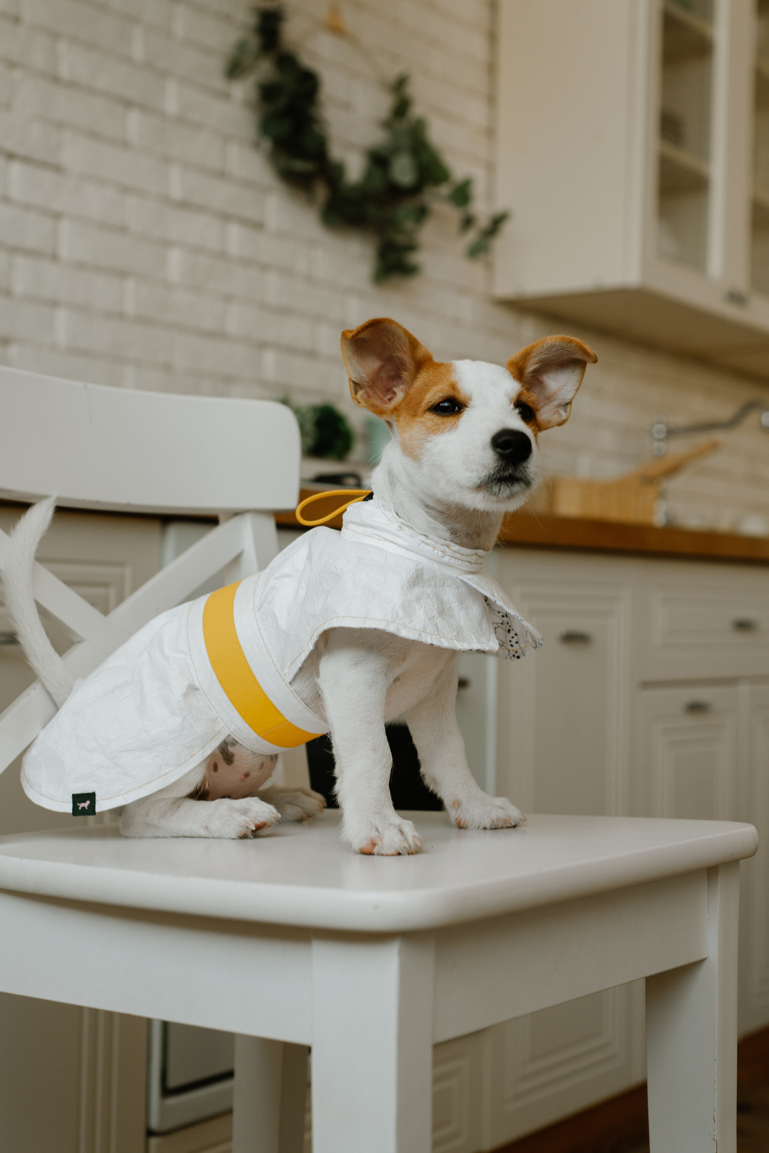 Petitemo.official. FOTOGRAF Ryzhykova Valentyna Kraków Polska