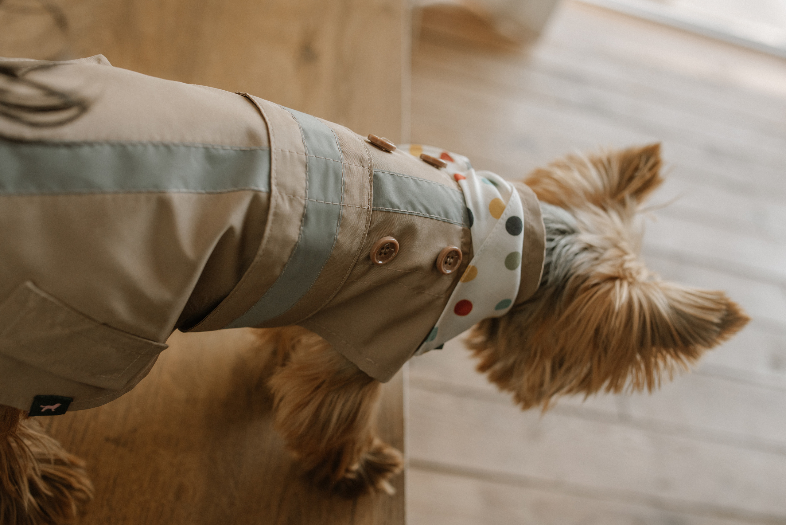 Petitemo.official. FOTOGRAF Ryzhykova Valentyna Kraków Polska