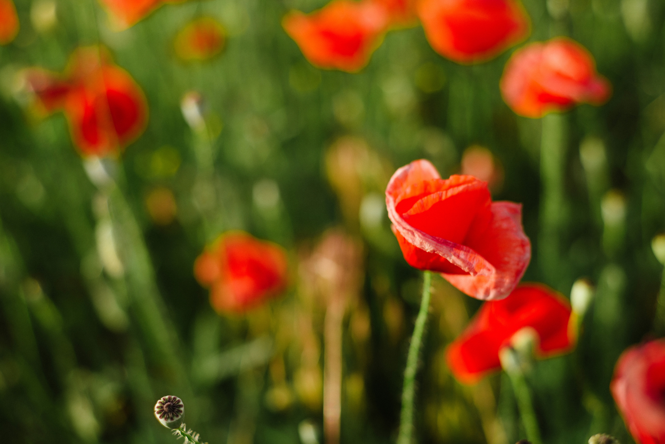 Poppy story. FOTOGRAF Ryzhykova Valentyna Kraków Polska