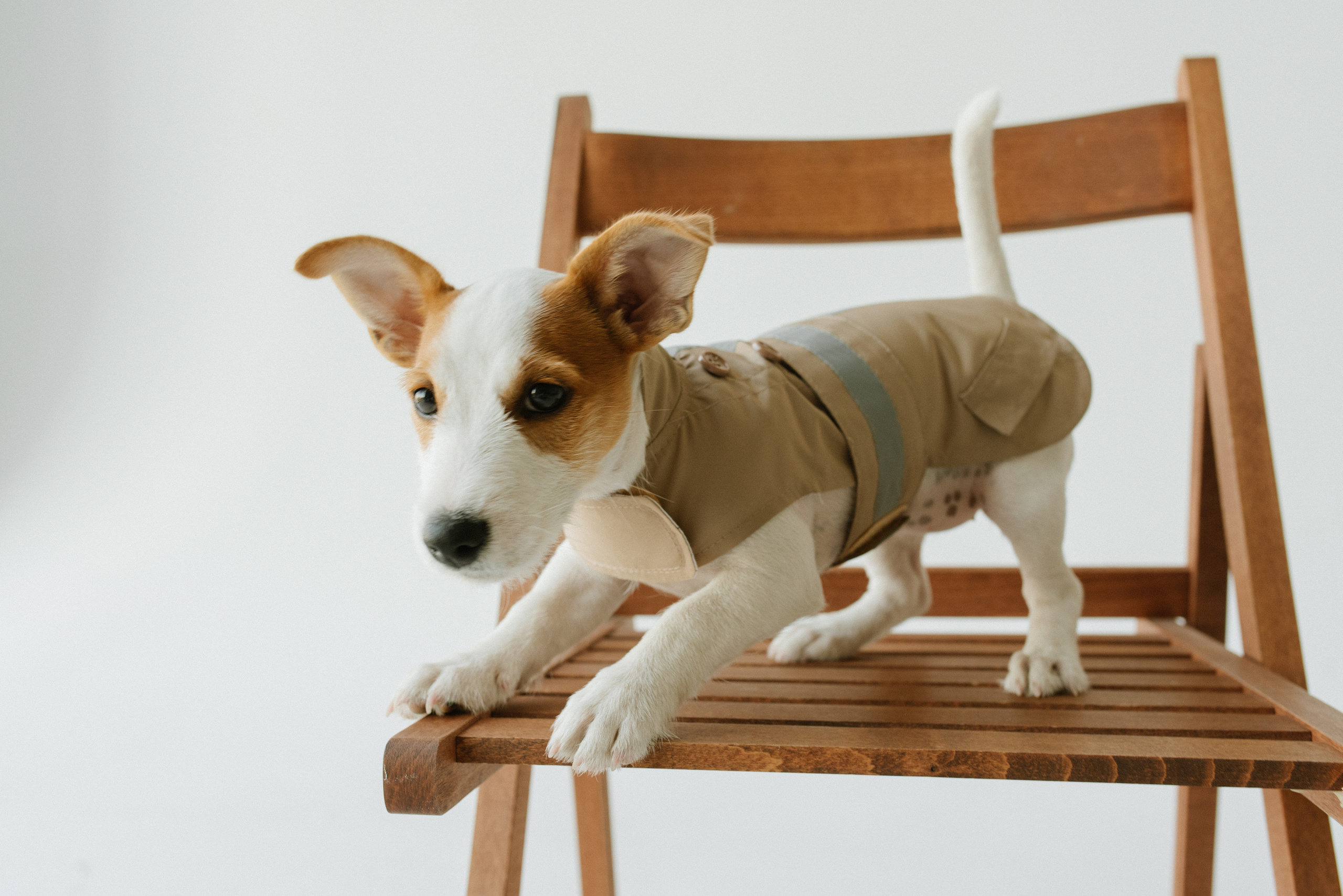 Petitemo.official. FOTOGRAF Ryzhykova Valentyna Kraków Polska