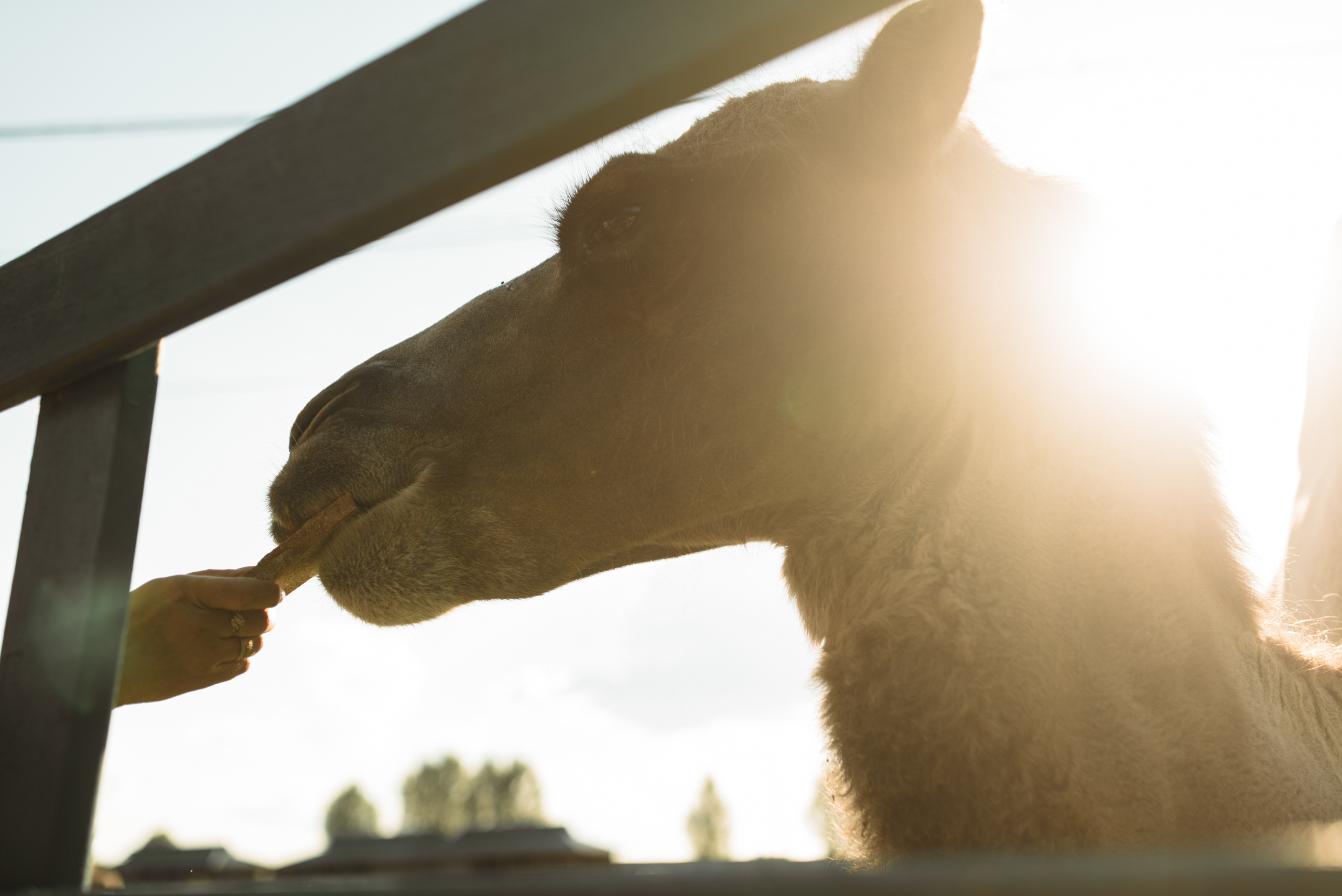 Fаshion story для украинского журнала JOY. FOTOGRAF Ryzhykova Valentyna Kraków Polska