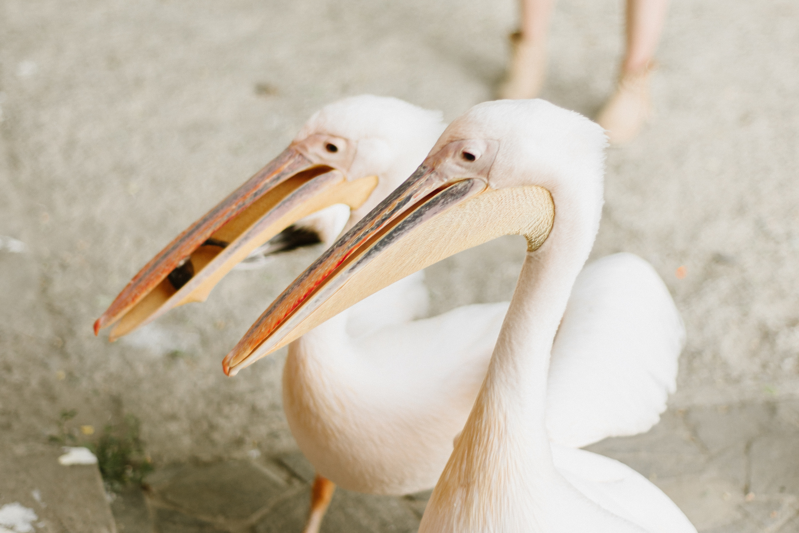 Fаshion story для украинского журнала JOY. FOTOGRAF Ryzhykova Valentyna Kraków Polska