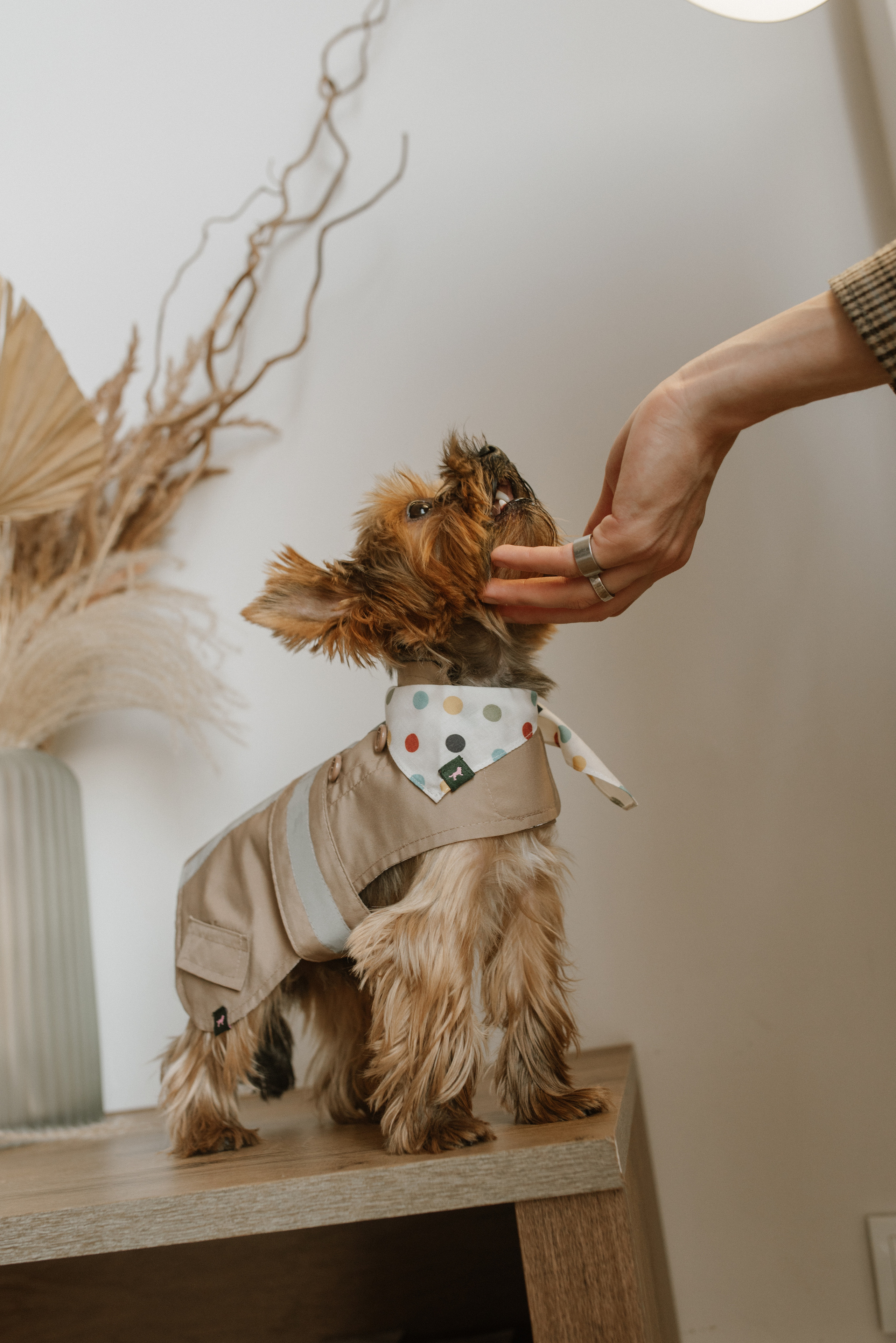 Petitemo.official. FOTOGRAF Ryzhykova Valentyna Kraków Polska