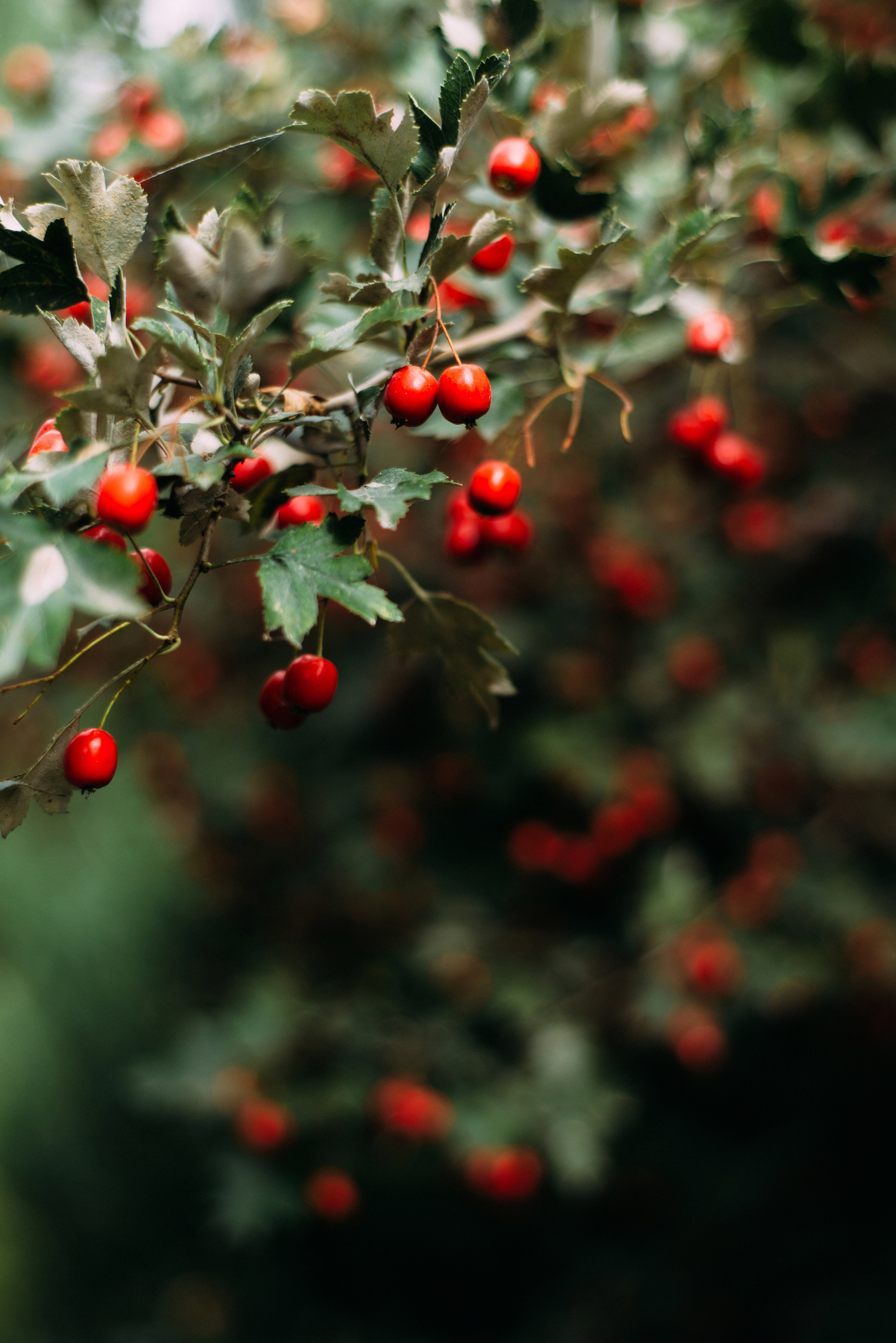 Свадебная фотосессия в Днепре. FOTOGRAF Ryzhykova Valentyna Kraków Polska