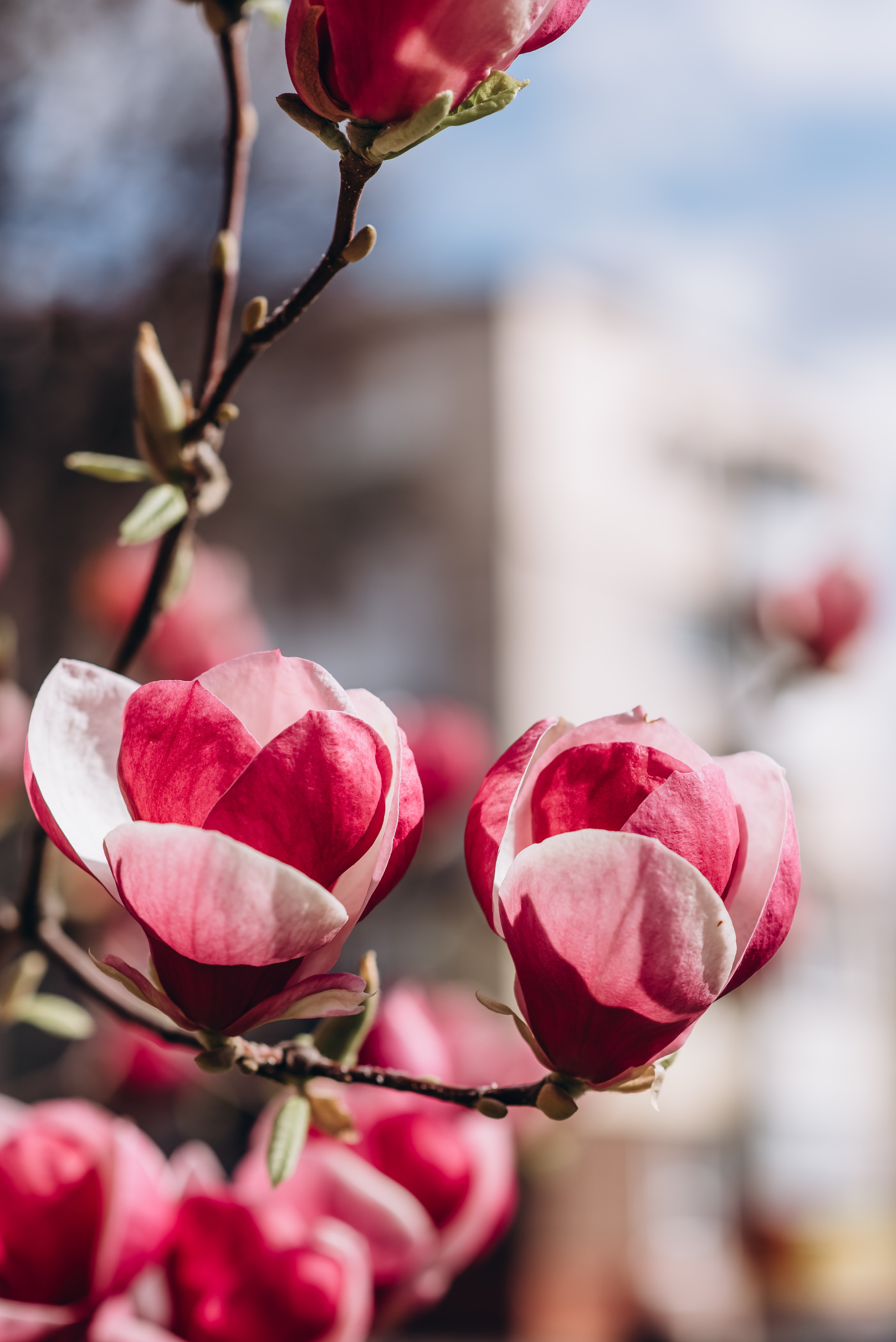 Прекрасна половинка. Весільний та сімейний фотограф Україна