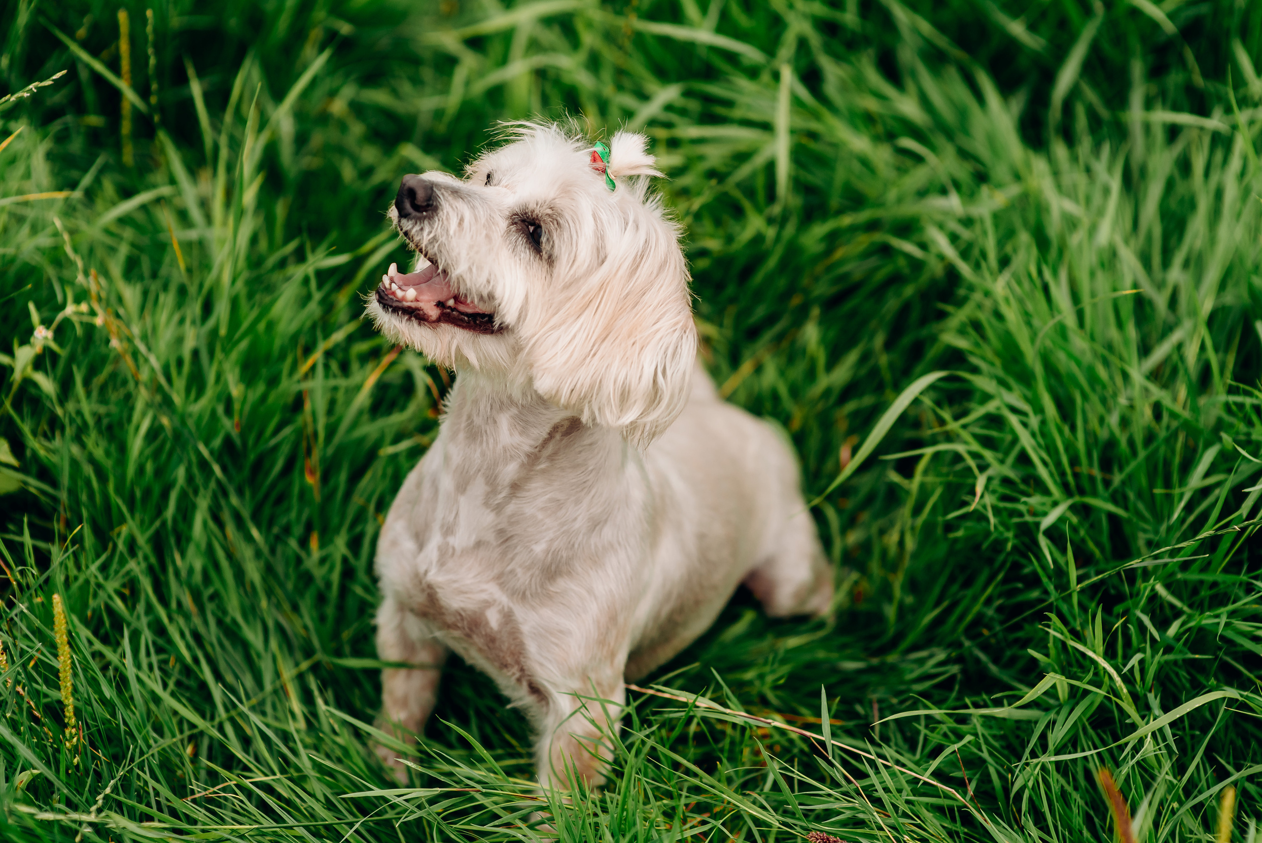 Сімейна. Весільний та сімейний фотограф Україна
