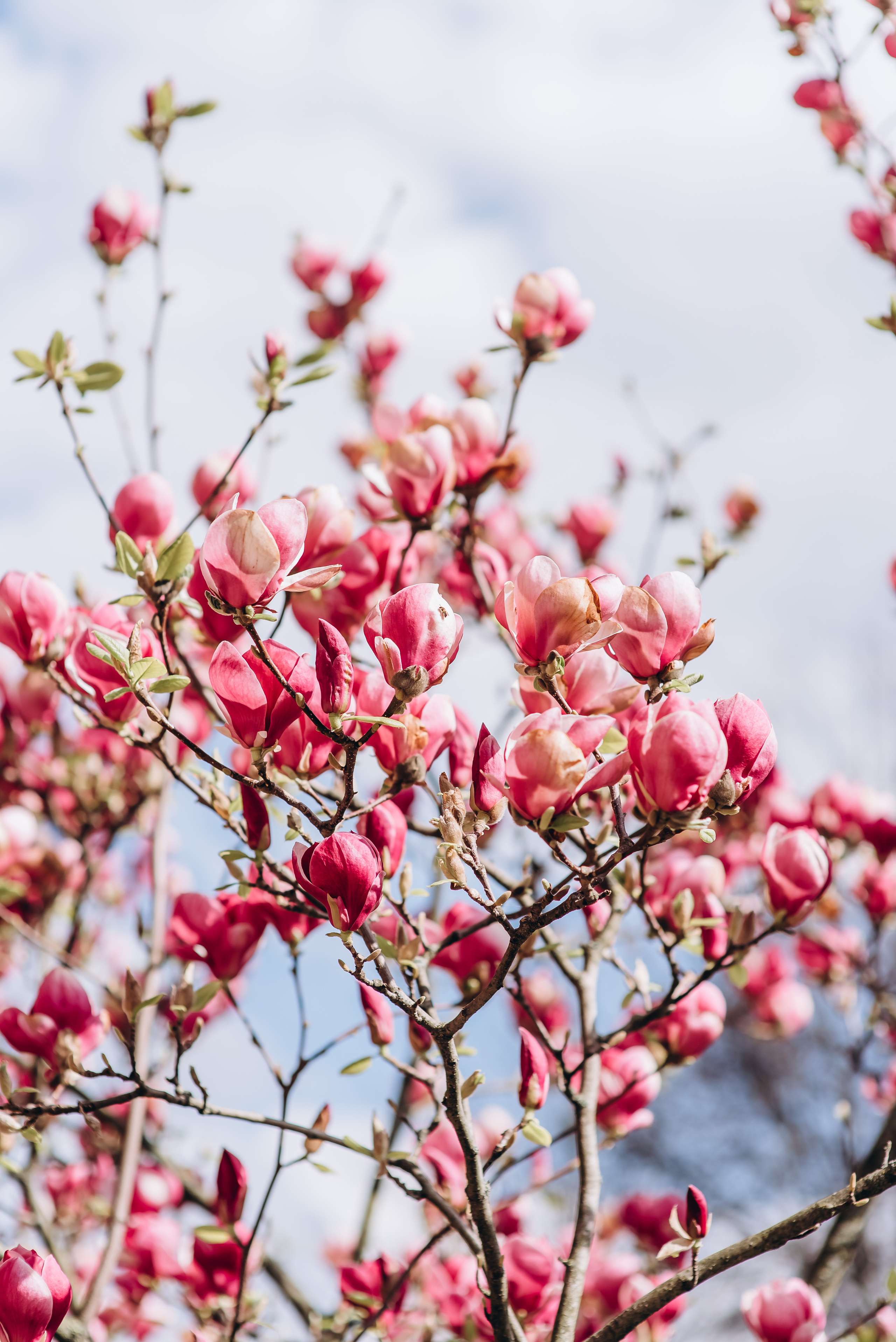 Прекрасна половинка. Весільний та сімейний фотограф Україна