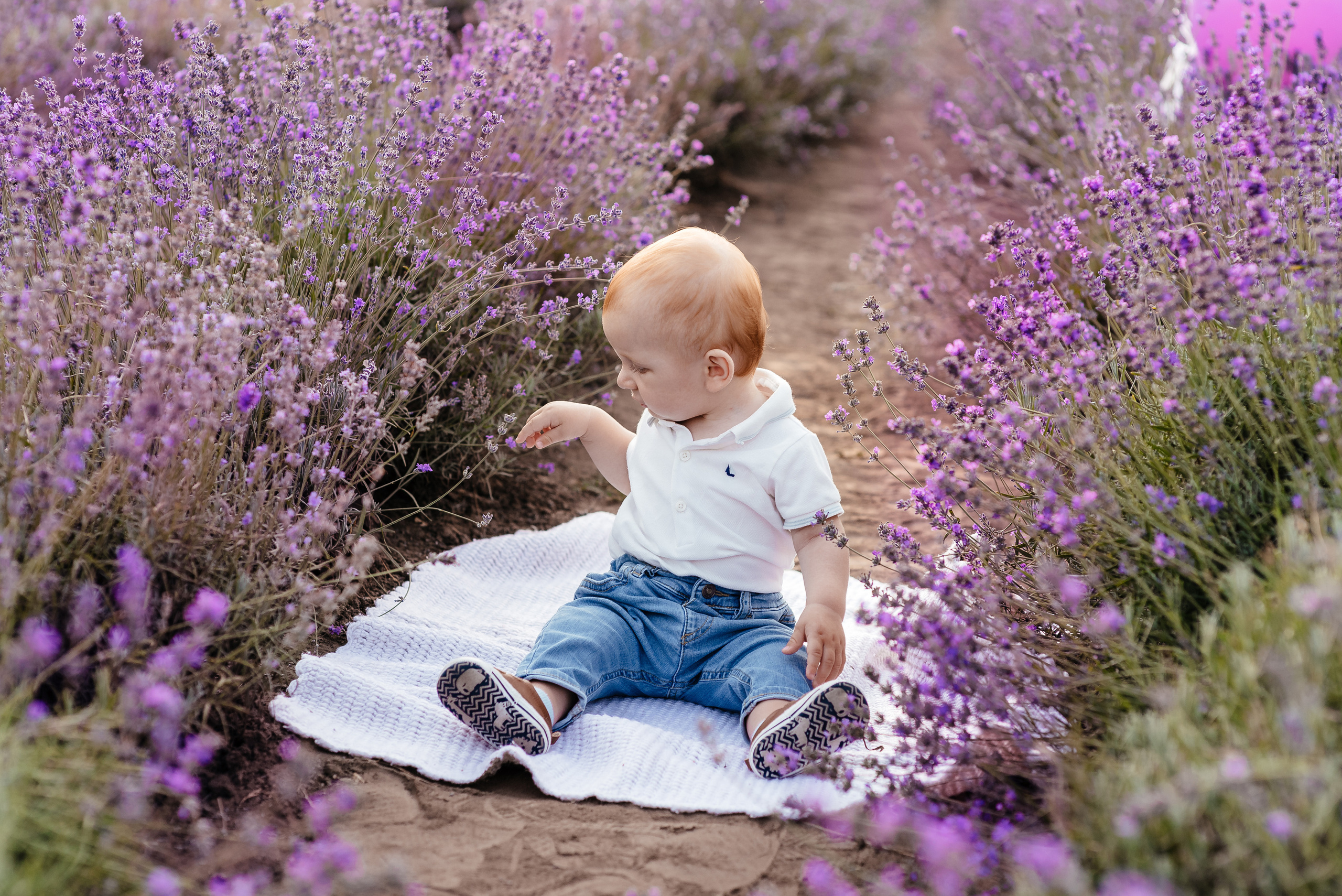 Лаванда. Весільний та сімейний фотограф Україна