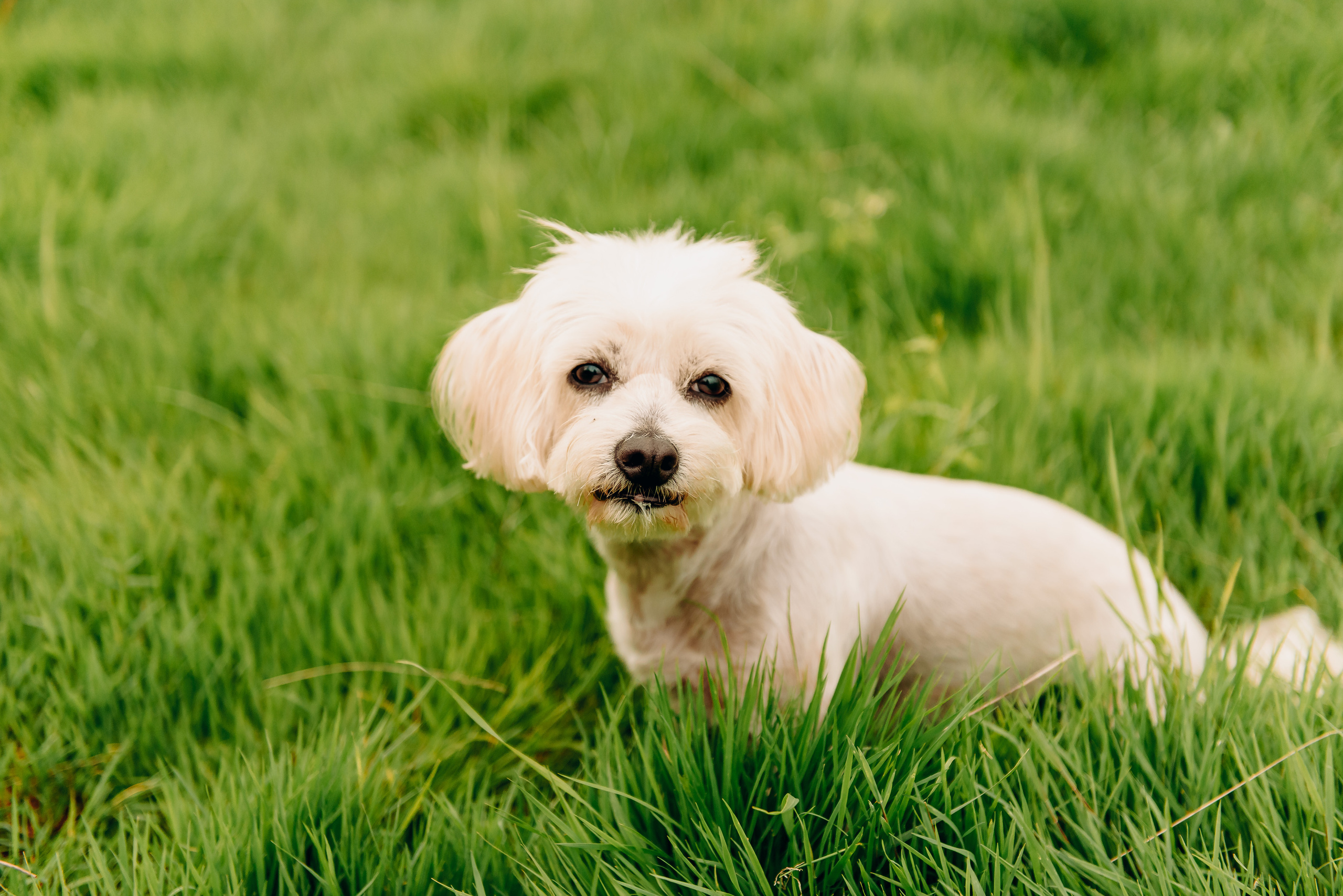 Сімейна. Весільний та сімейний фотограф Україна