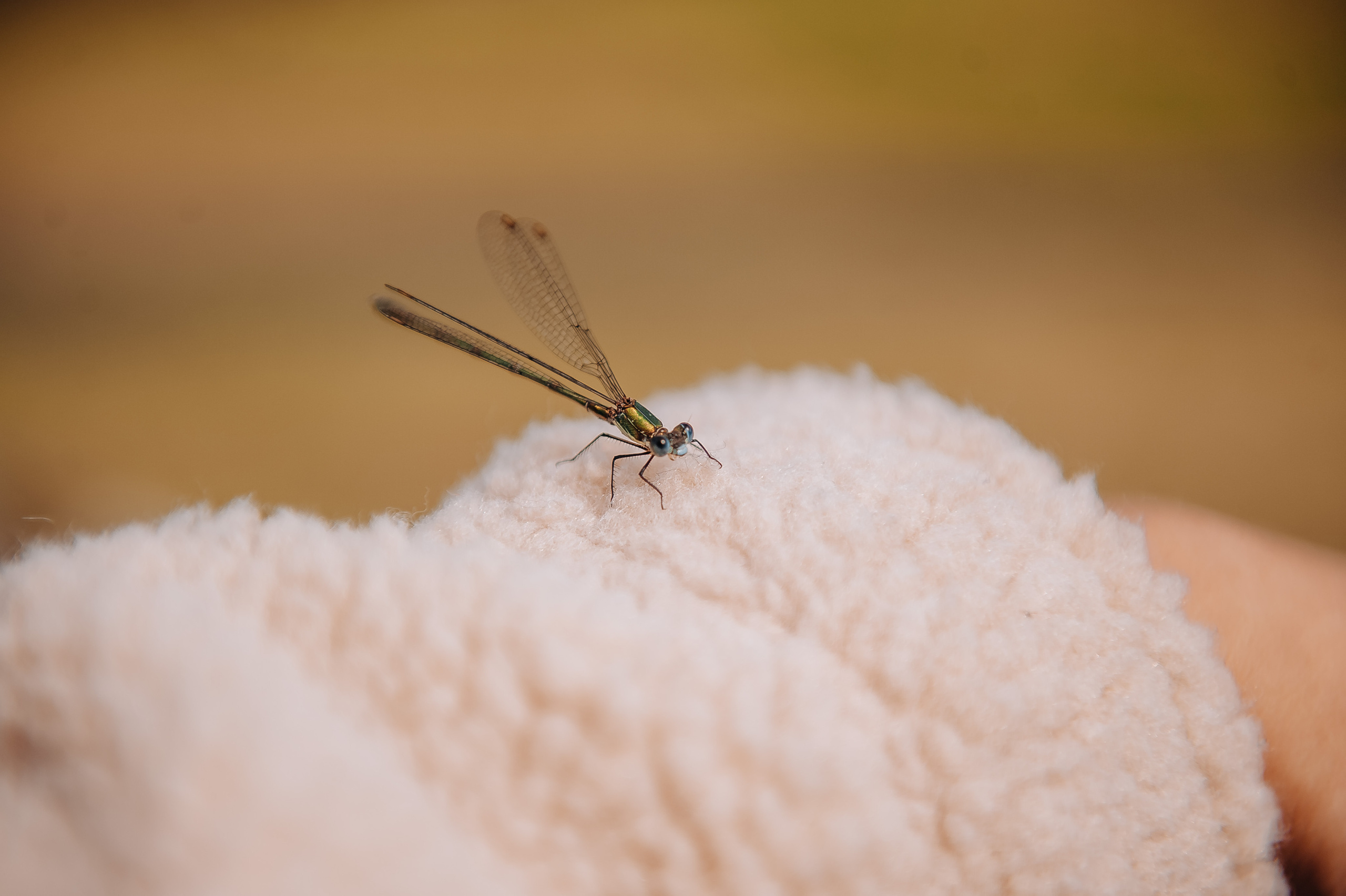 Персональна фотосесія. Весільний та сімейний фотограф Україна