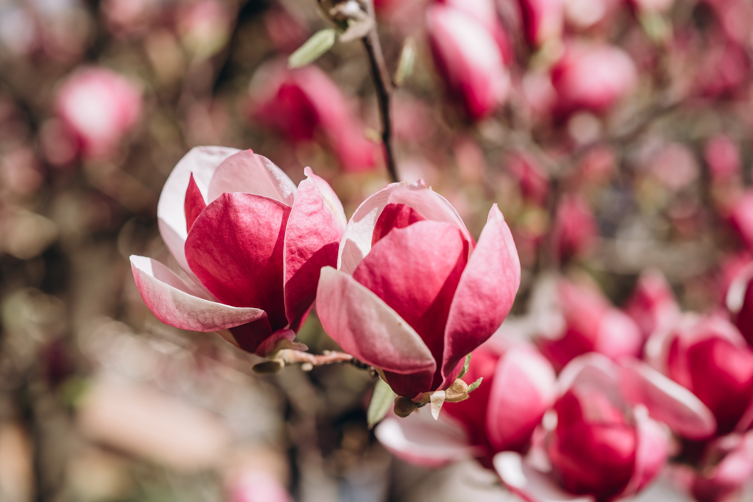 Прекрасна половинка. Весільний та сімейний фотограф Україна