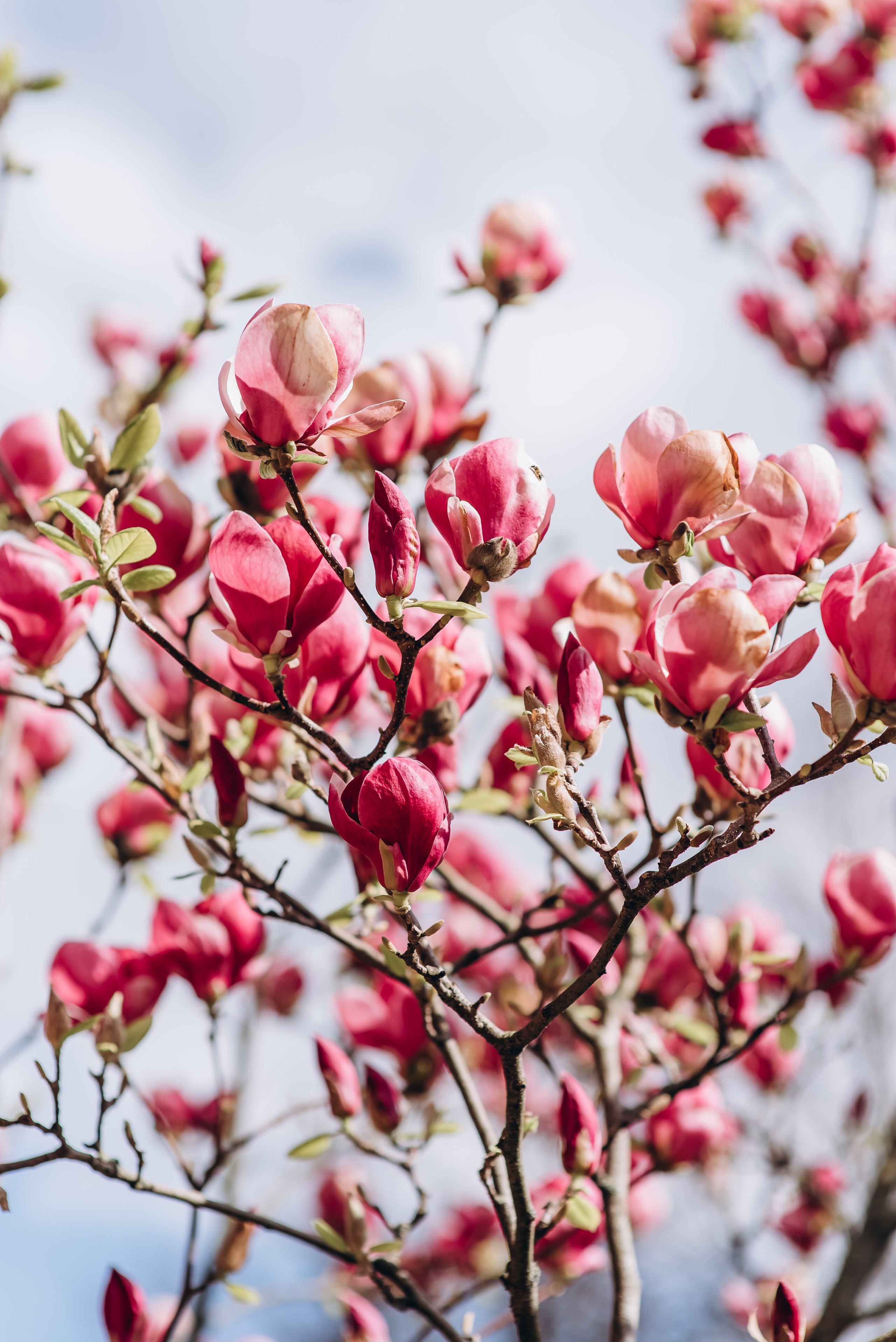 Прекрасна половинка. Весільний та сімейний фотограф Україна