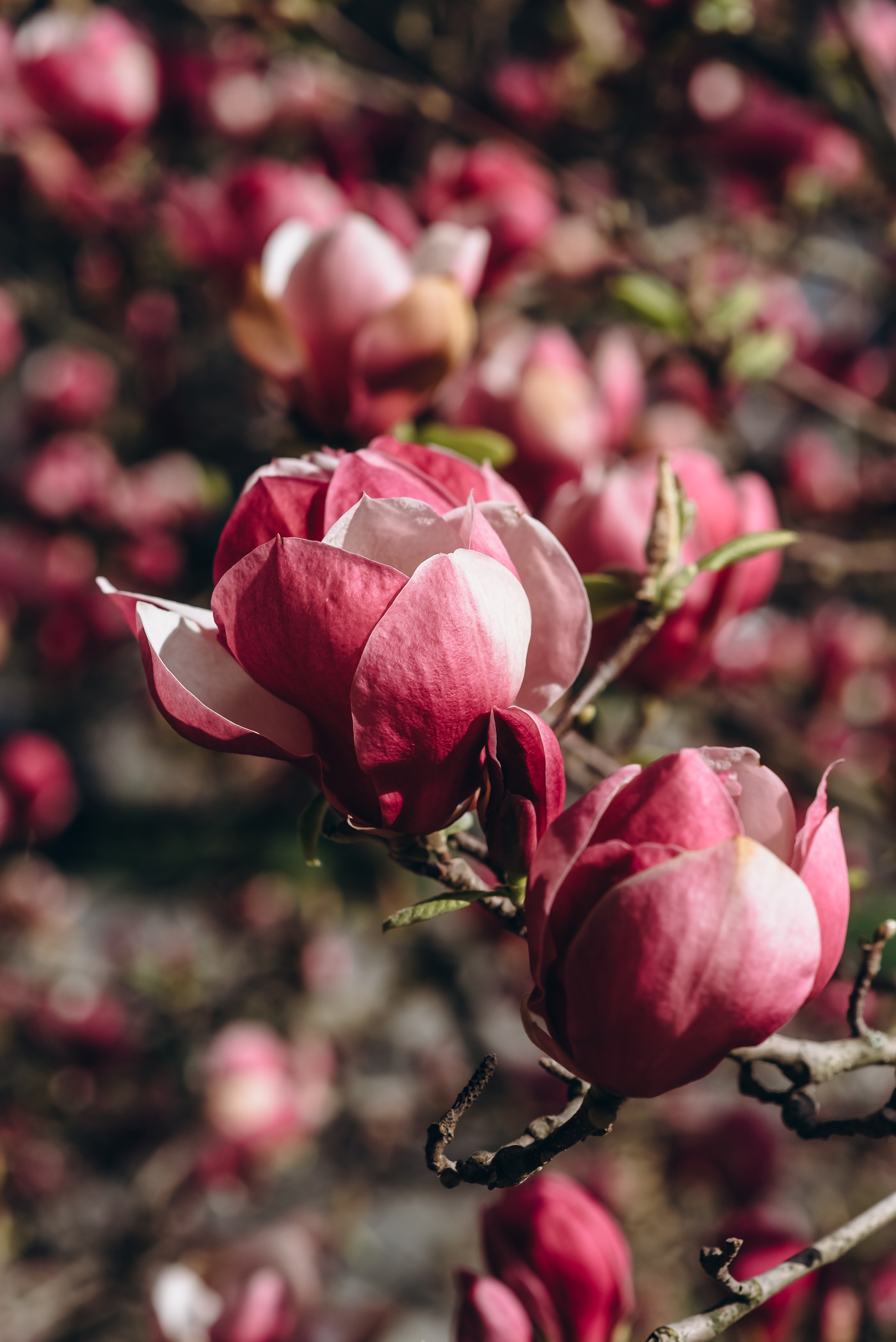 Прекрасна половинка. Весільний та сімейний фотограф Україна