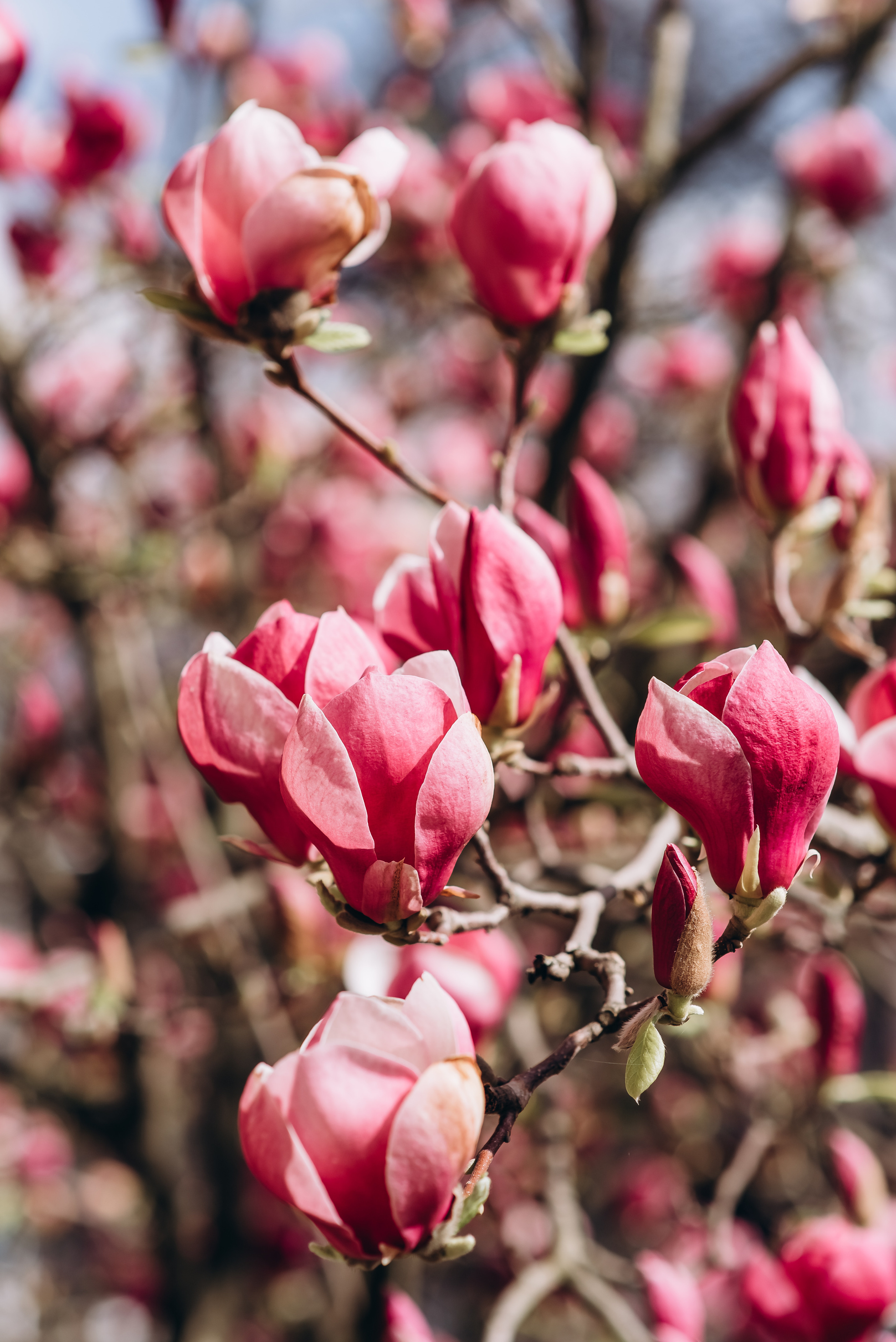 Прекрасна половинка. Весільний та сімейний фотограф Україна
