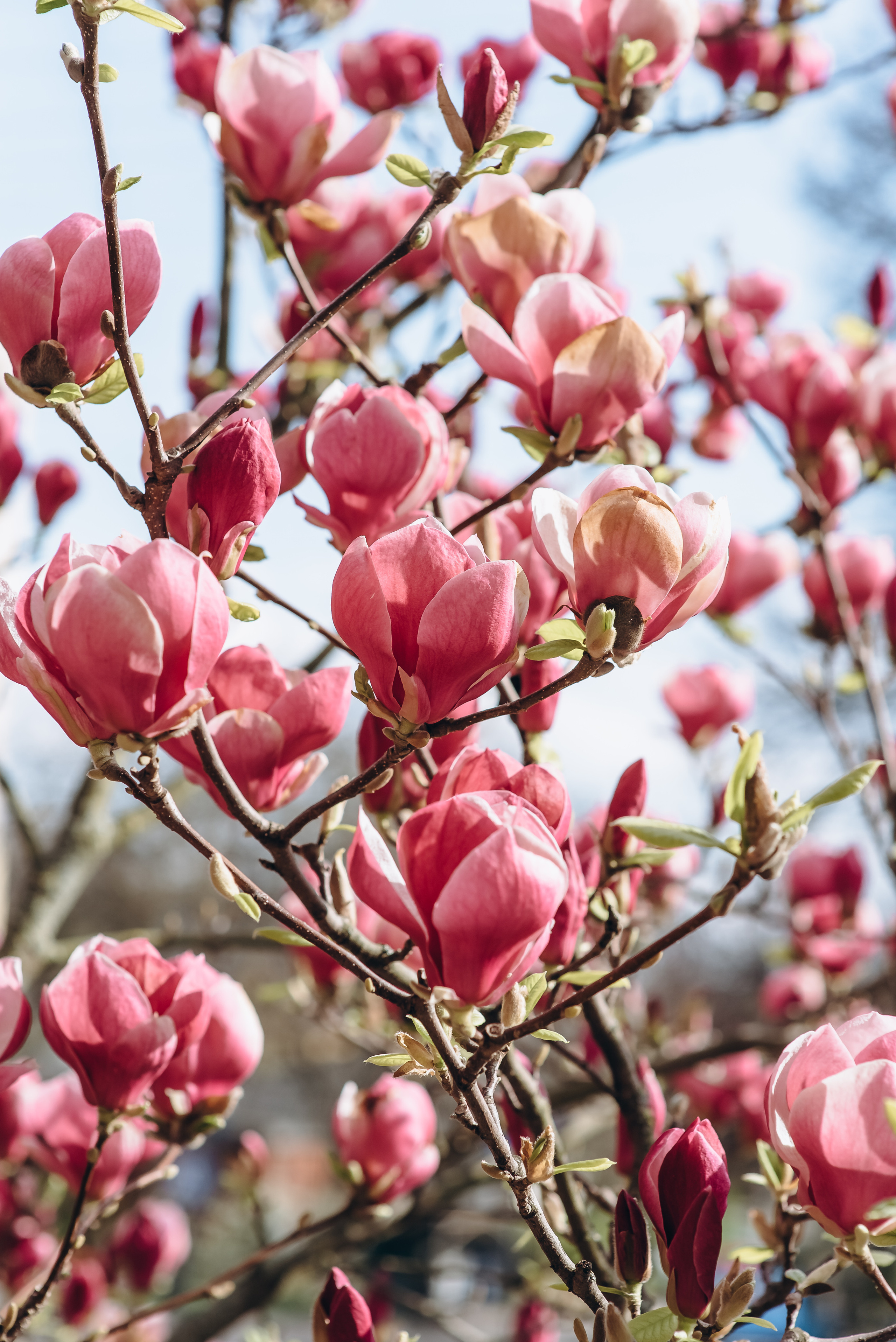 Прекрасна половинка. Весільний та сімейний фотограф Україна