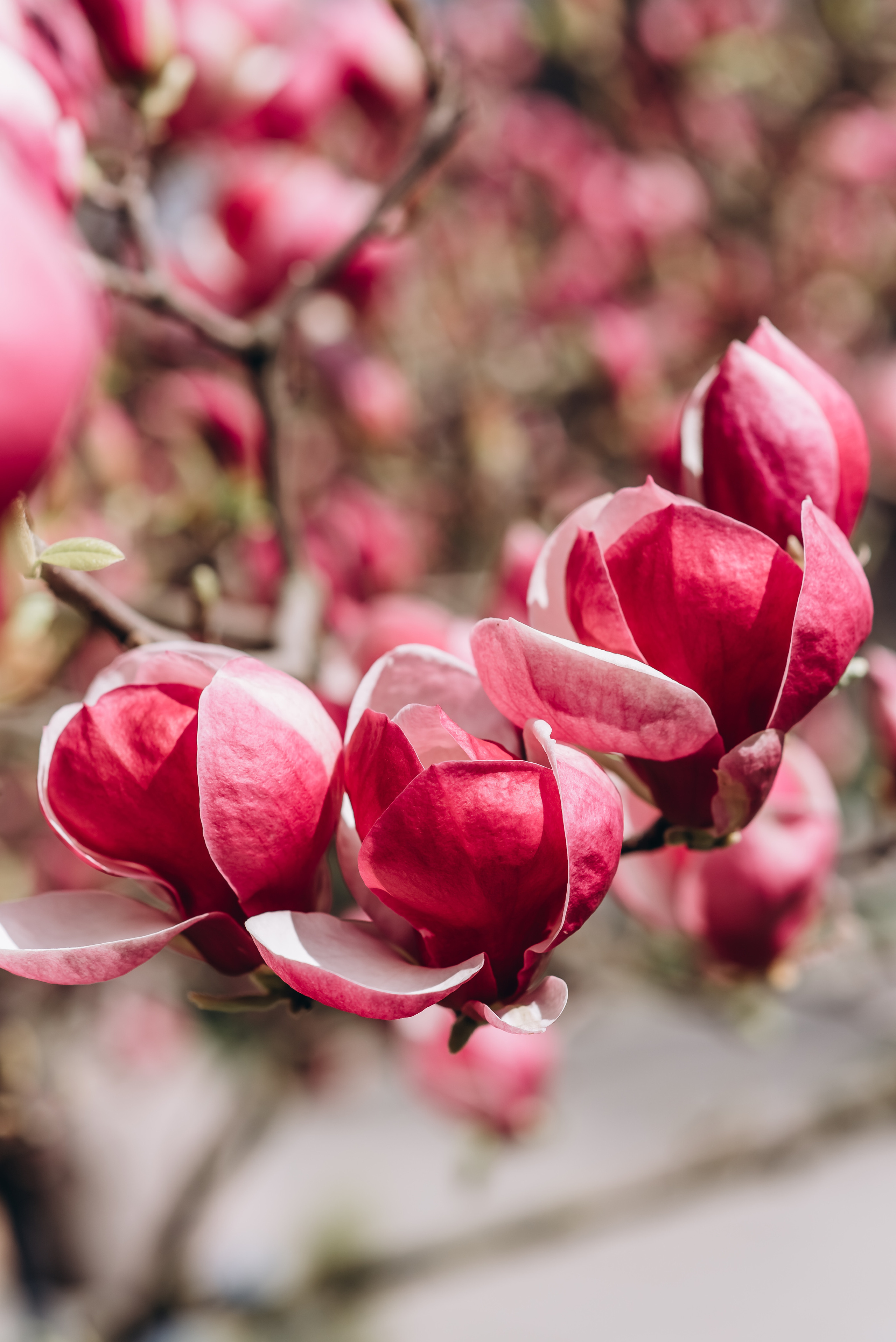 Прекрасна половинка. Весільний та сімейний фотограф Україна