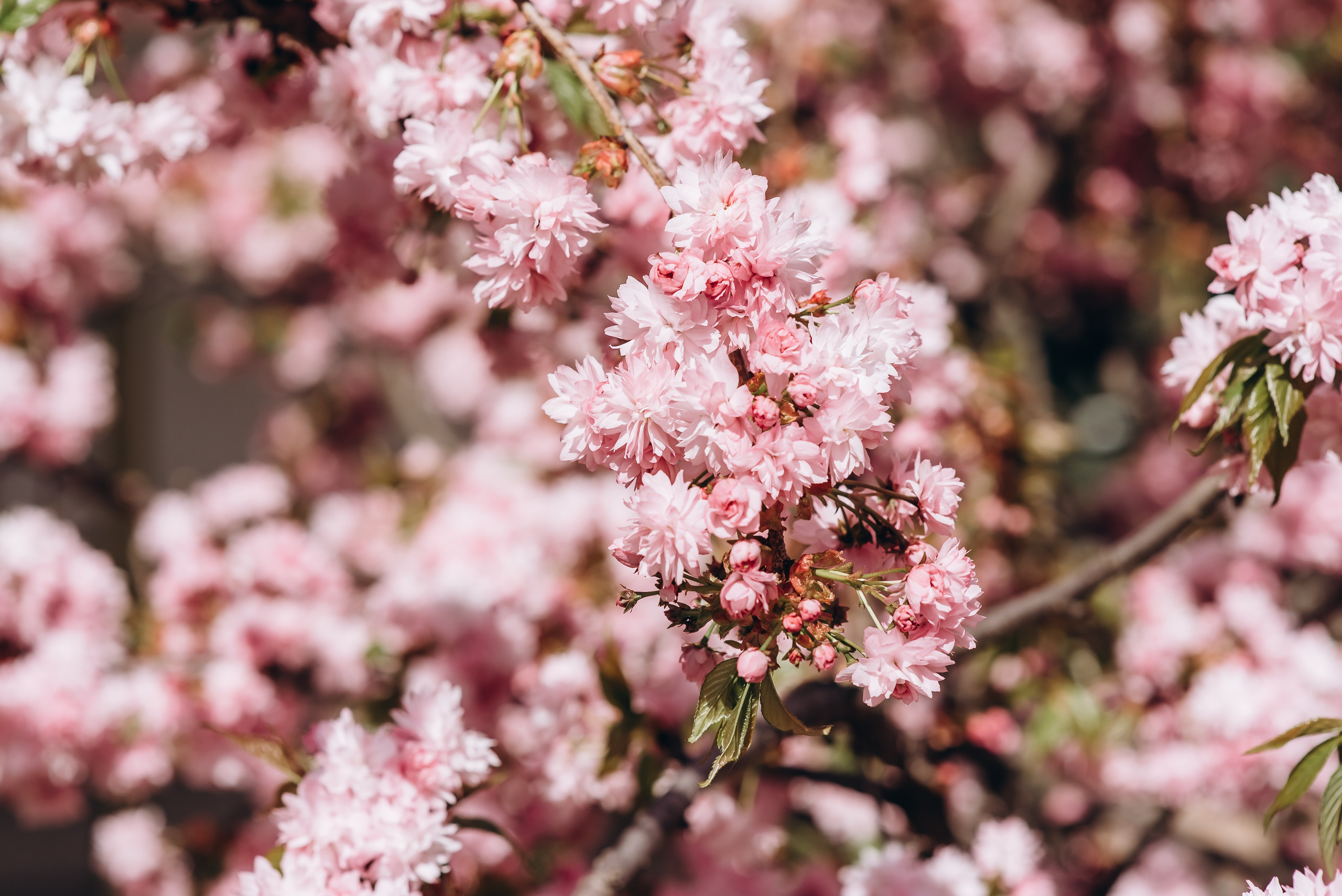 Прекрасна половинка. Весільний та сімейний фотограф Україна