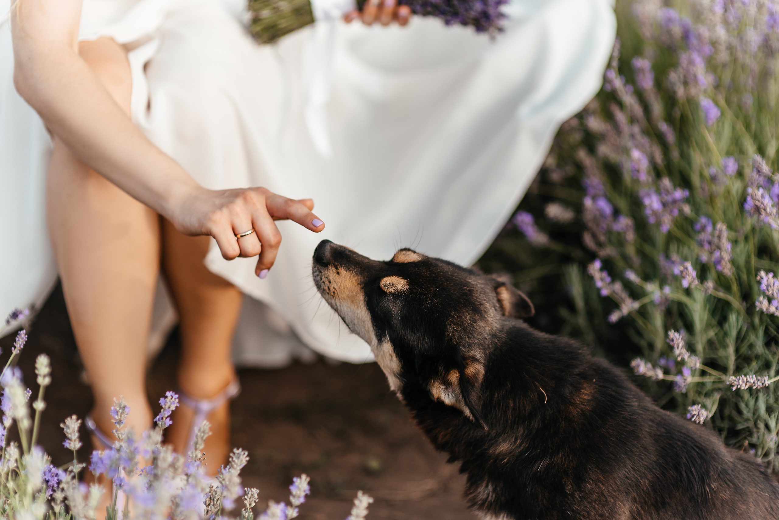 Лаванда. Весільний та сімейний фотограф Україна