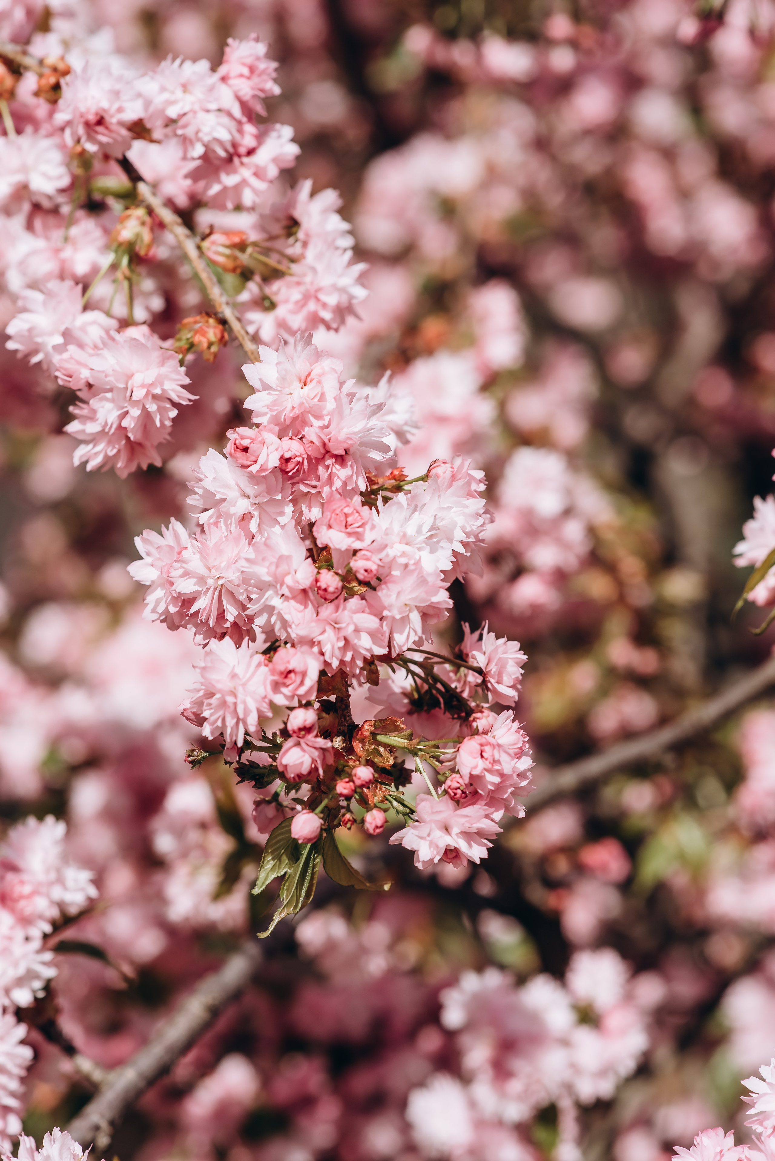 Прекрасна половинка. Весільний та сімейний фотограф Україна