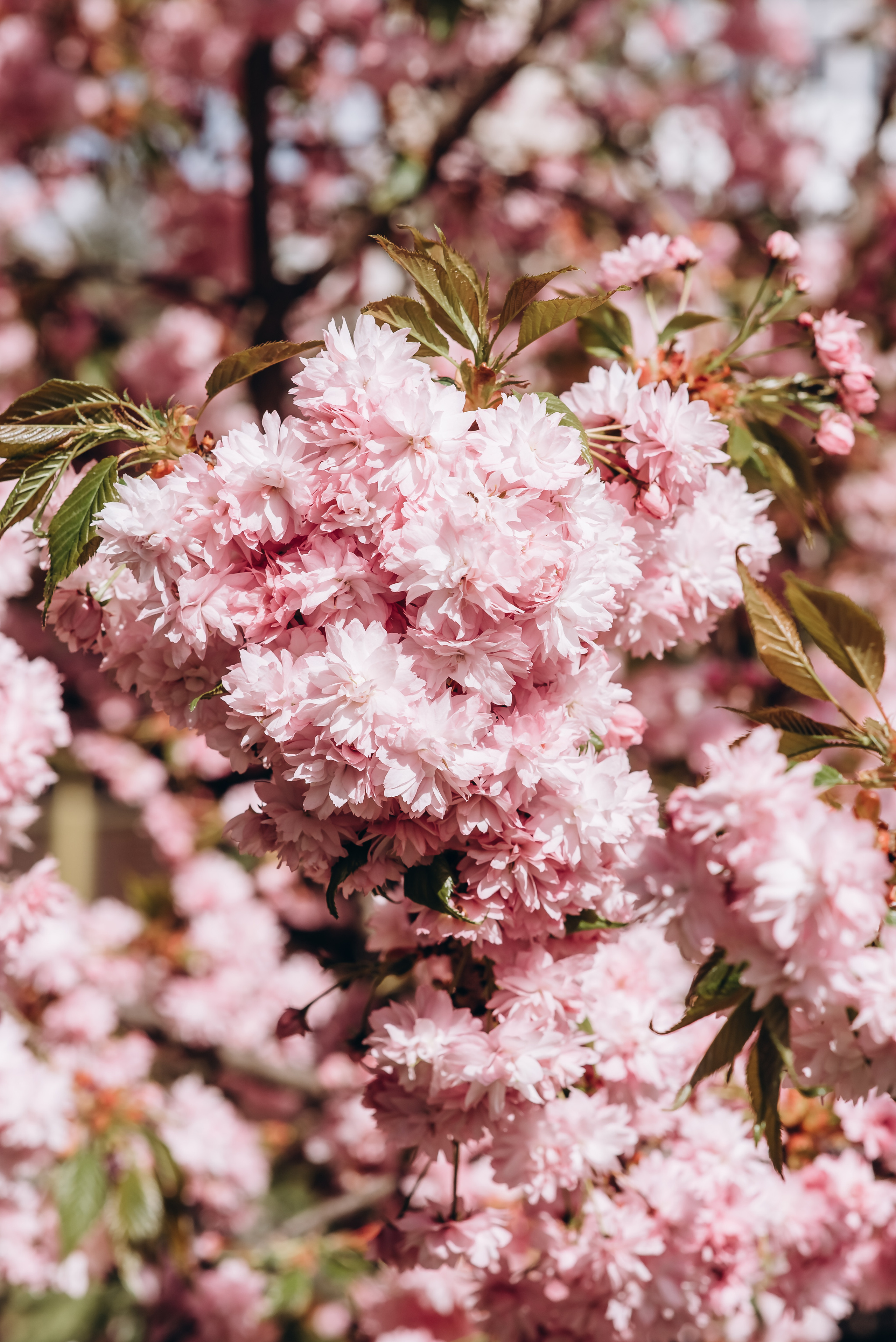 Прекрасна половинка. Весільний та сімейний фотограф Україна