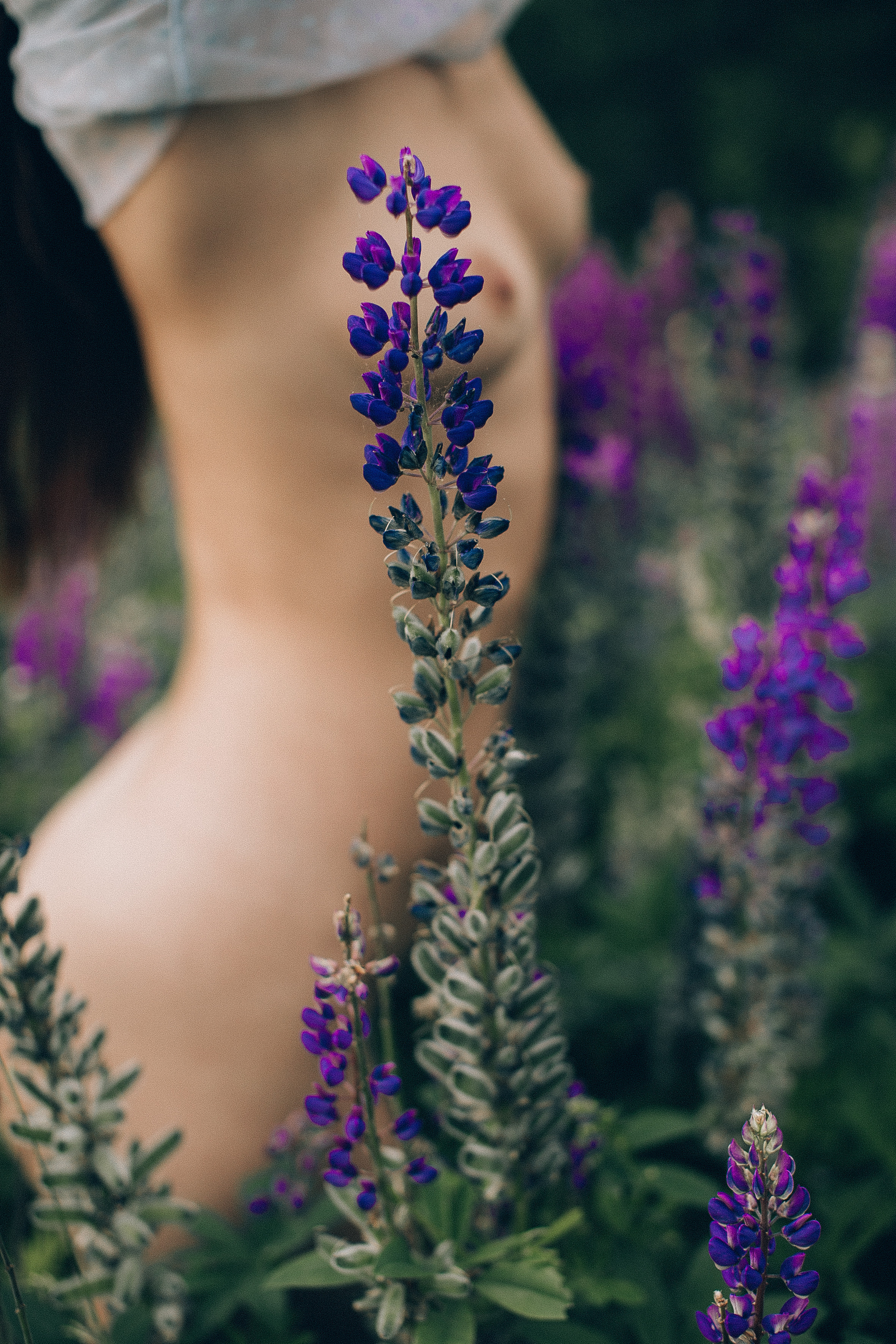 Тихий люпин. Головна