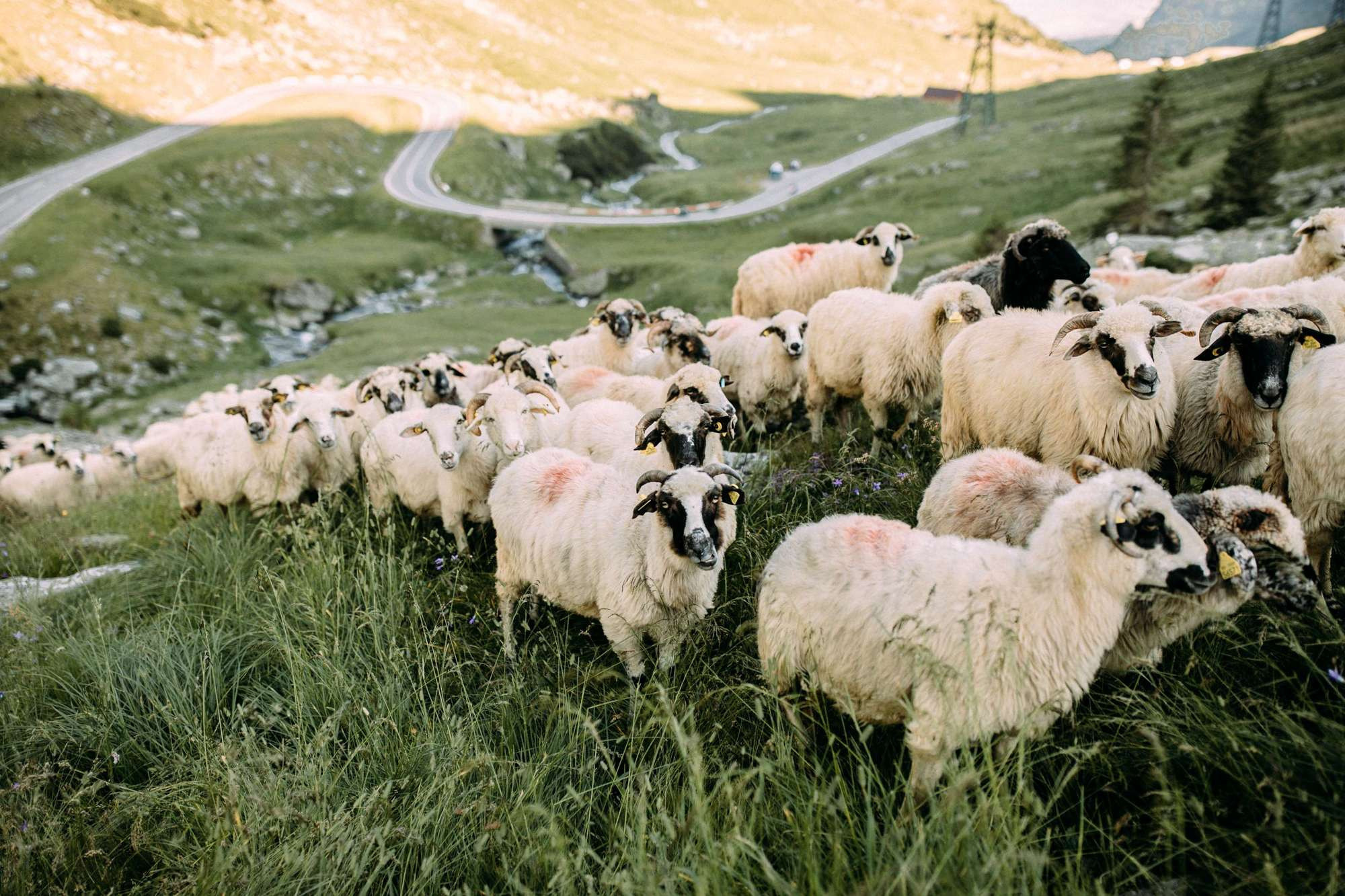 Romania. Transfagarasan. Головна