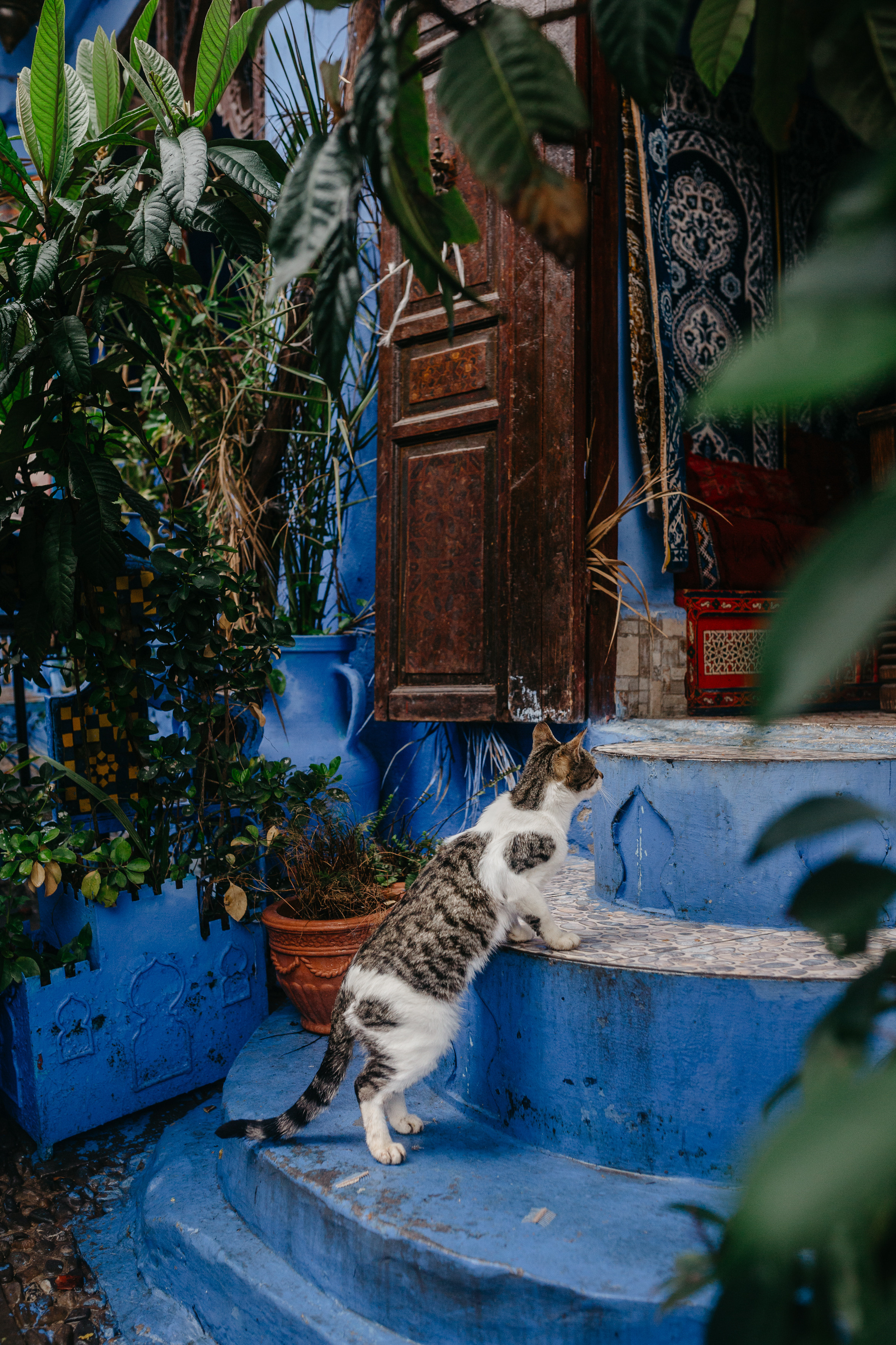 Morocco. Сhefchaouen. Головна
