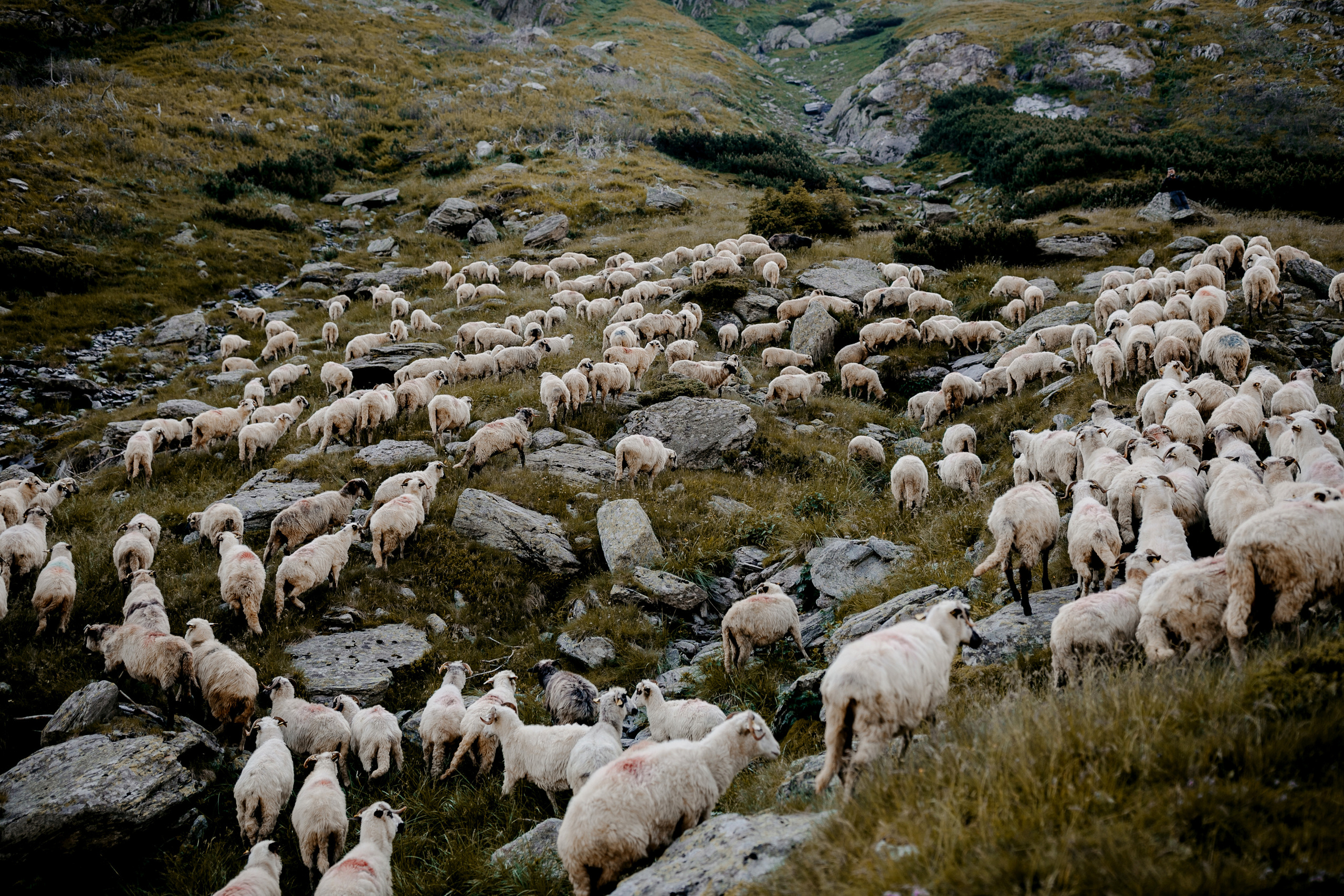 Пастух і Пастушка. Головна