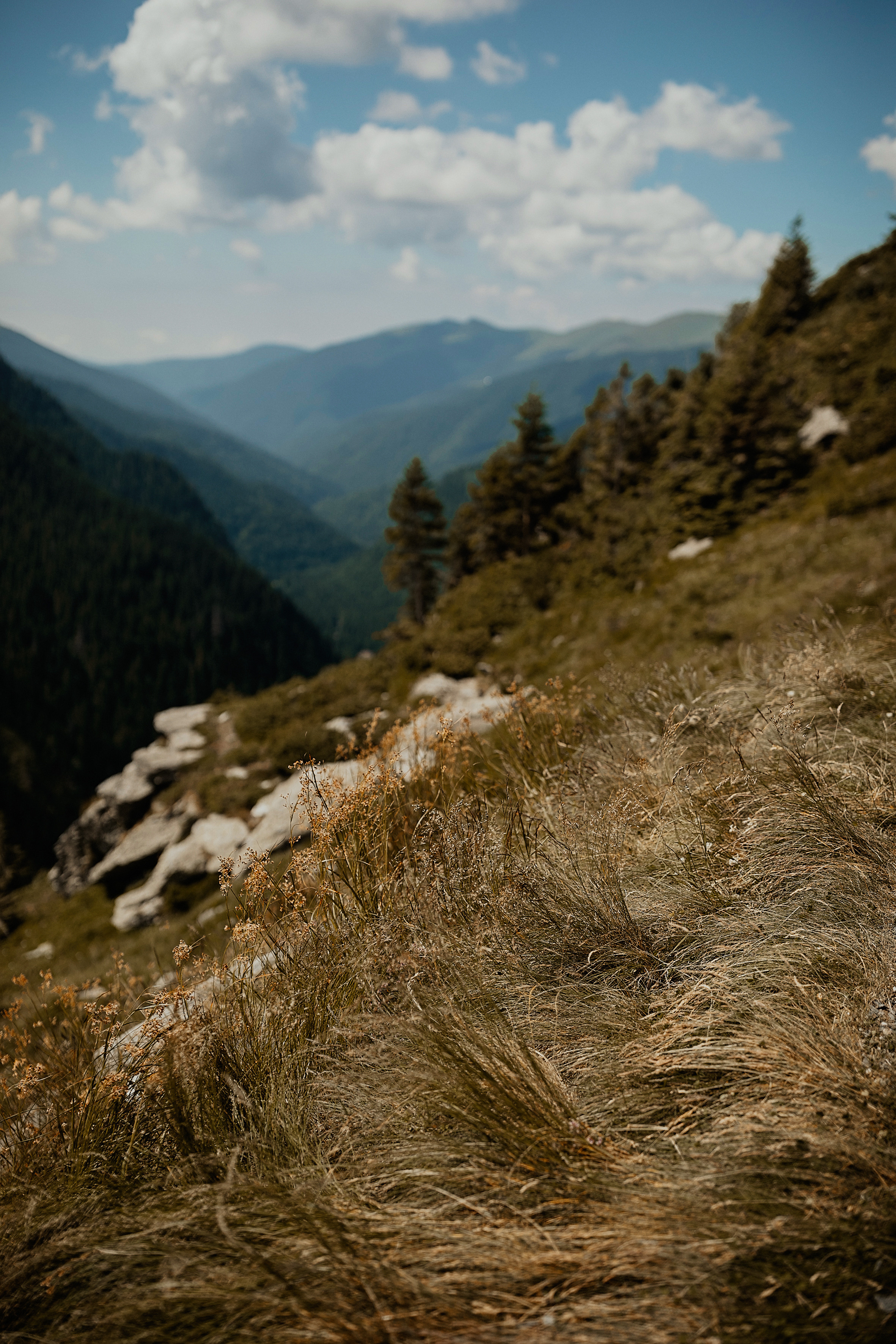Пастух і Пастушка. Головна