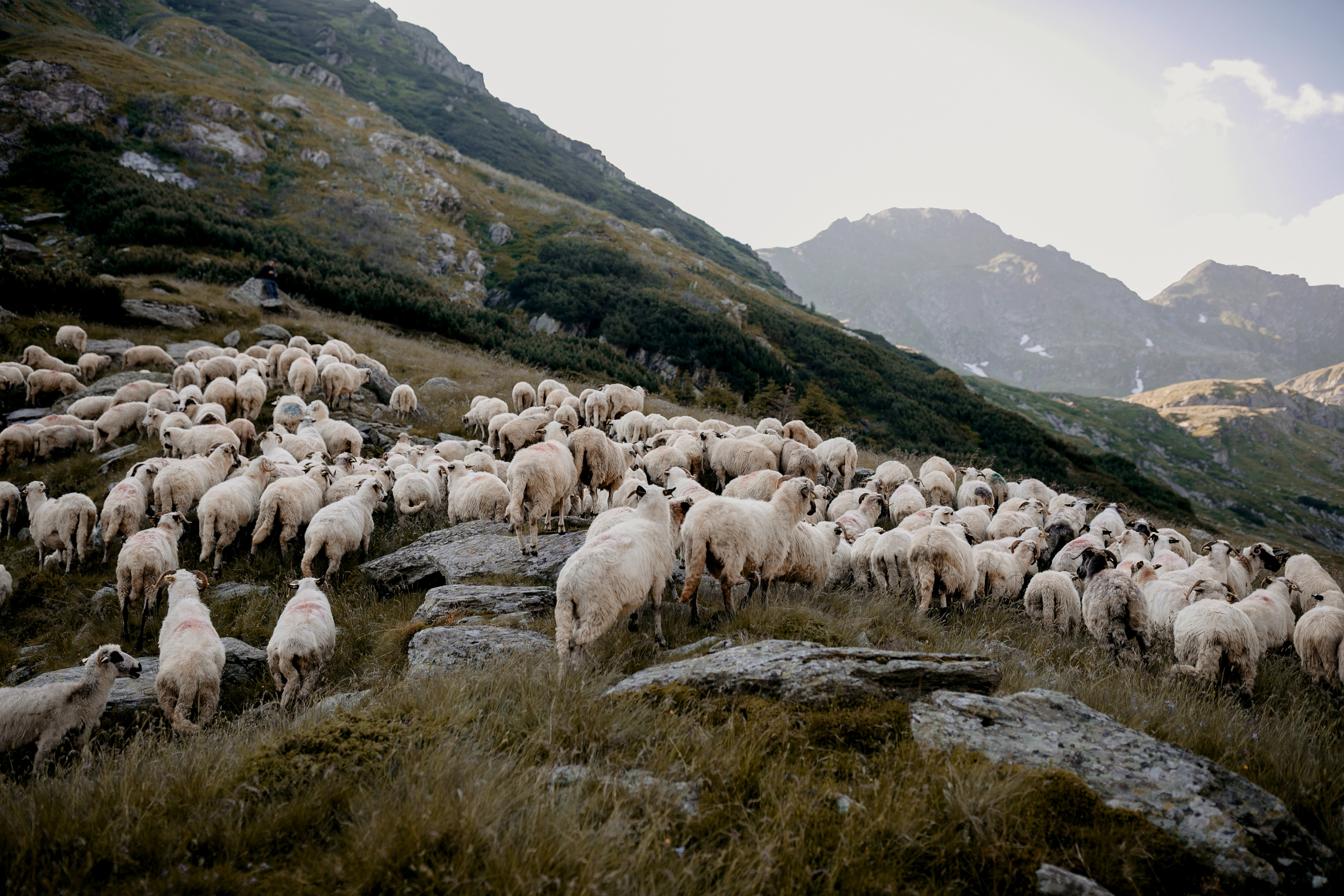 Пастух і Пастушка. Головна
