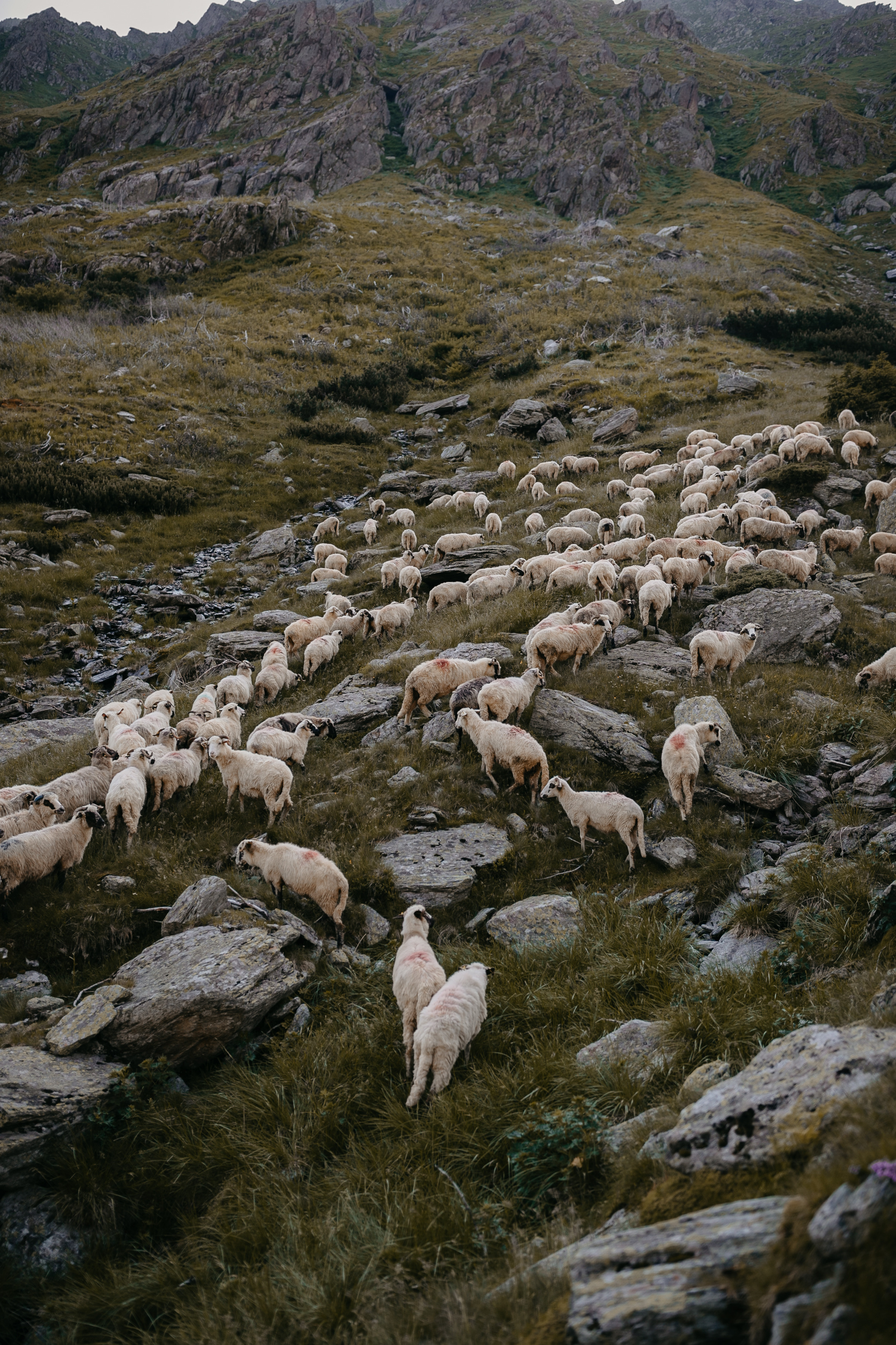 Пастух і Пастушка. Головна