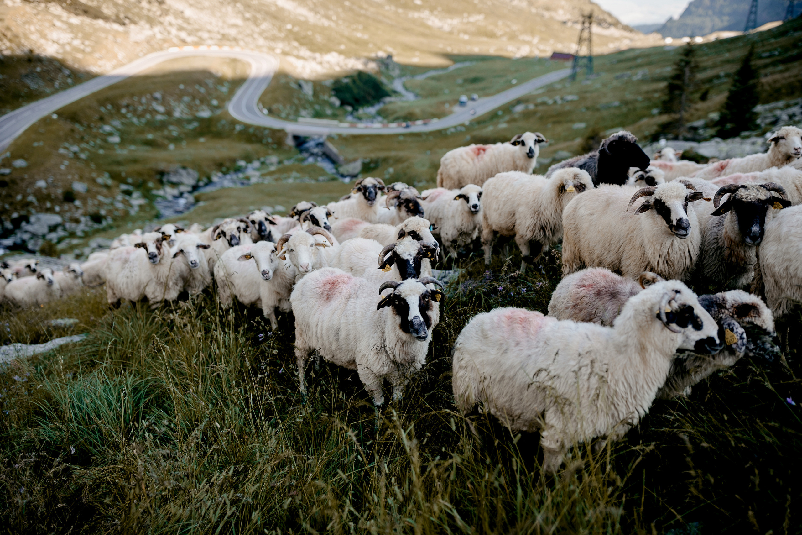 Пастух і Пастушка. Головна