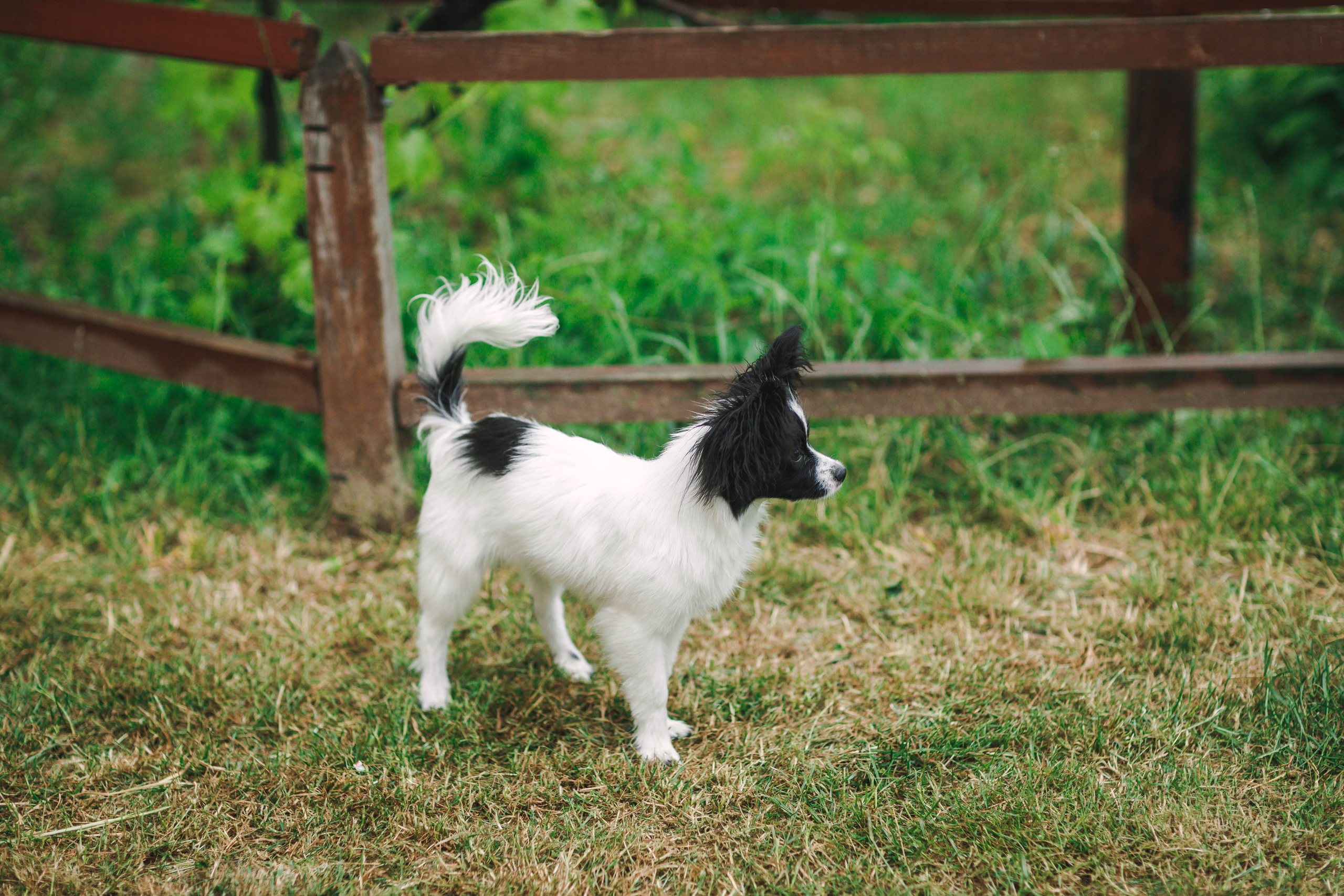 Літній дощ - не завада фотосесії. Весільний та сімейний фотограф в Данії Вячеслав Логвинюк