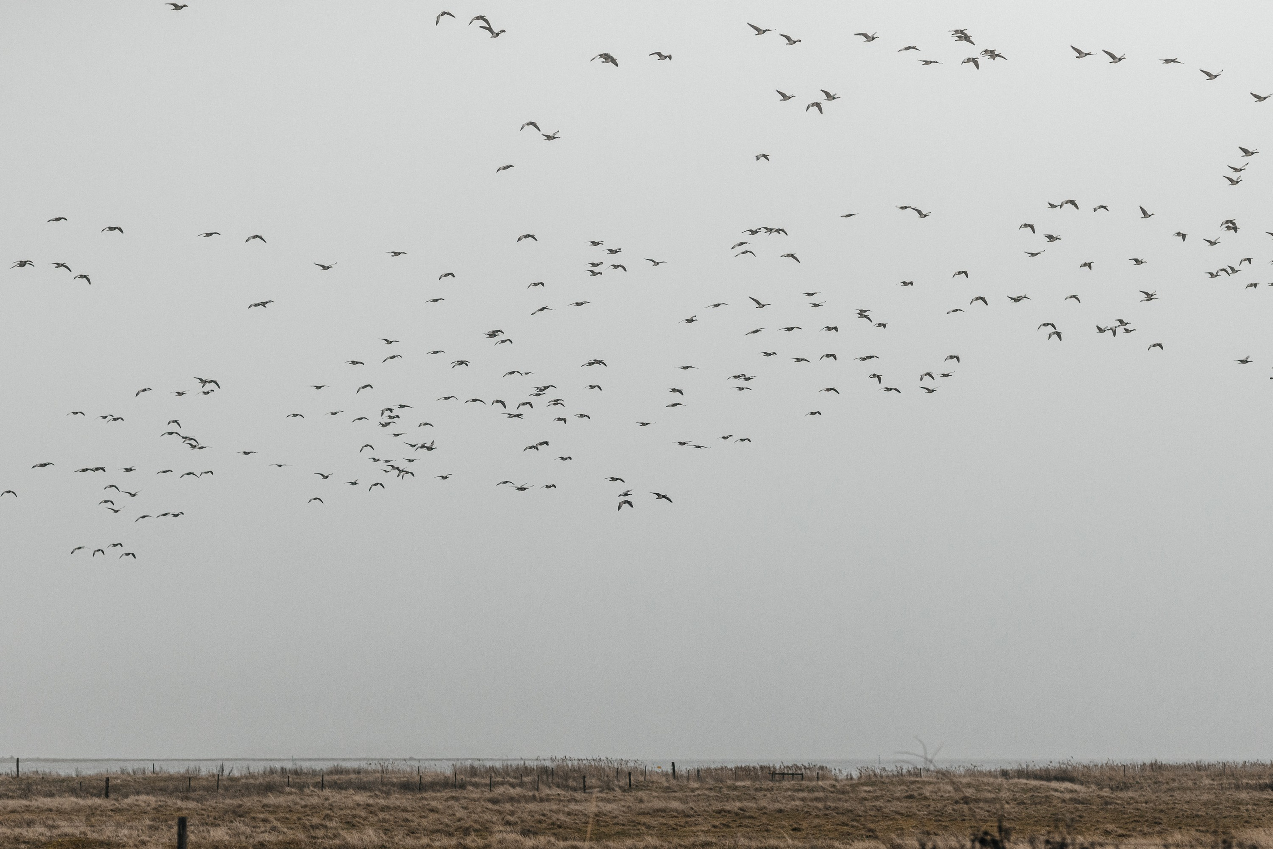 Wedding on Aero Island Parvina and Giuseppe. Весільний та сімейний фотограф в Данії Вячеслав Логвинюк