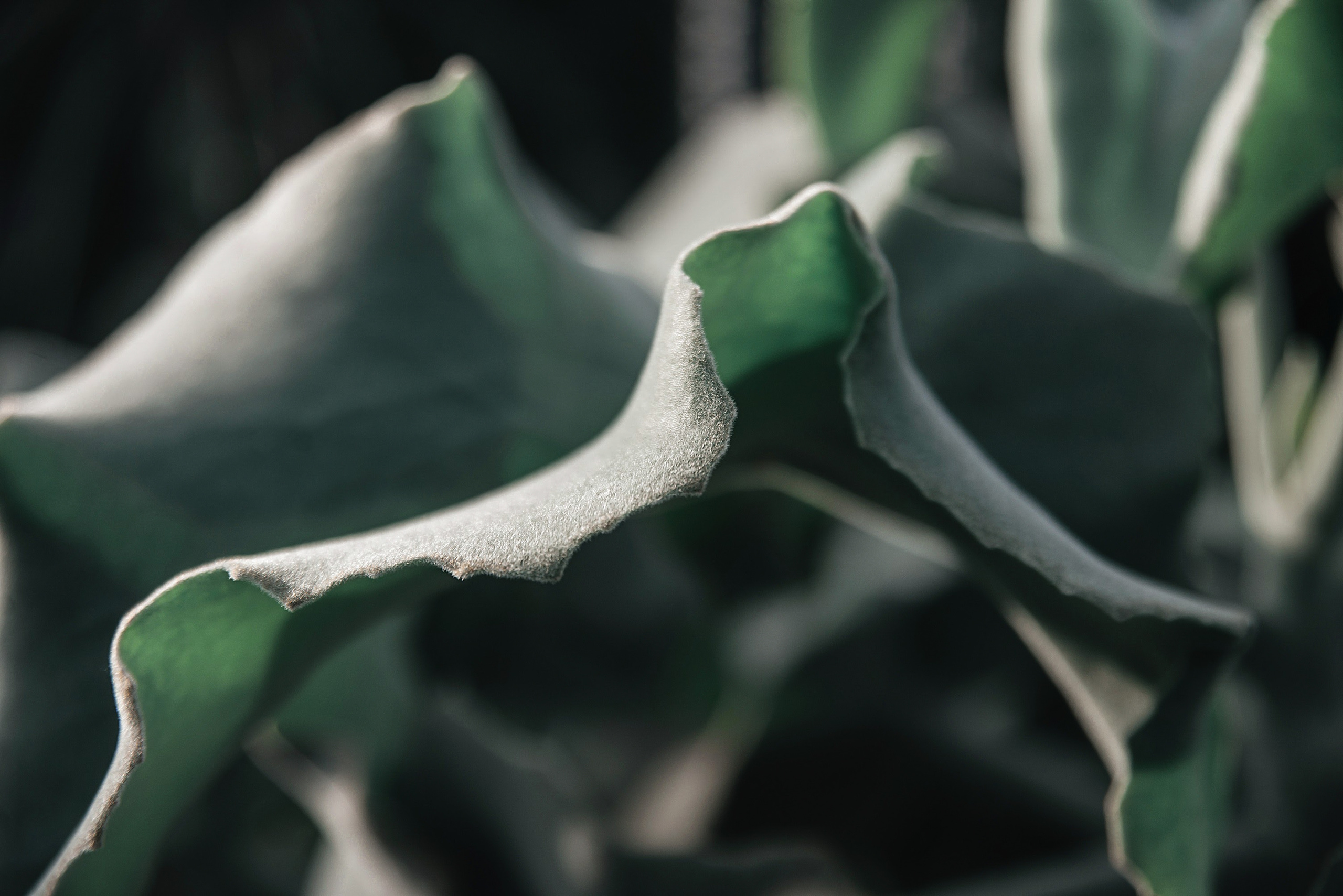 Інше. Фотограф Ніна Тарашкевич | Київ | Чуттєві Портрети, Лавсторі