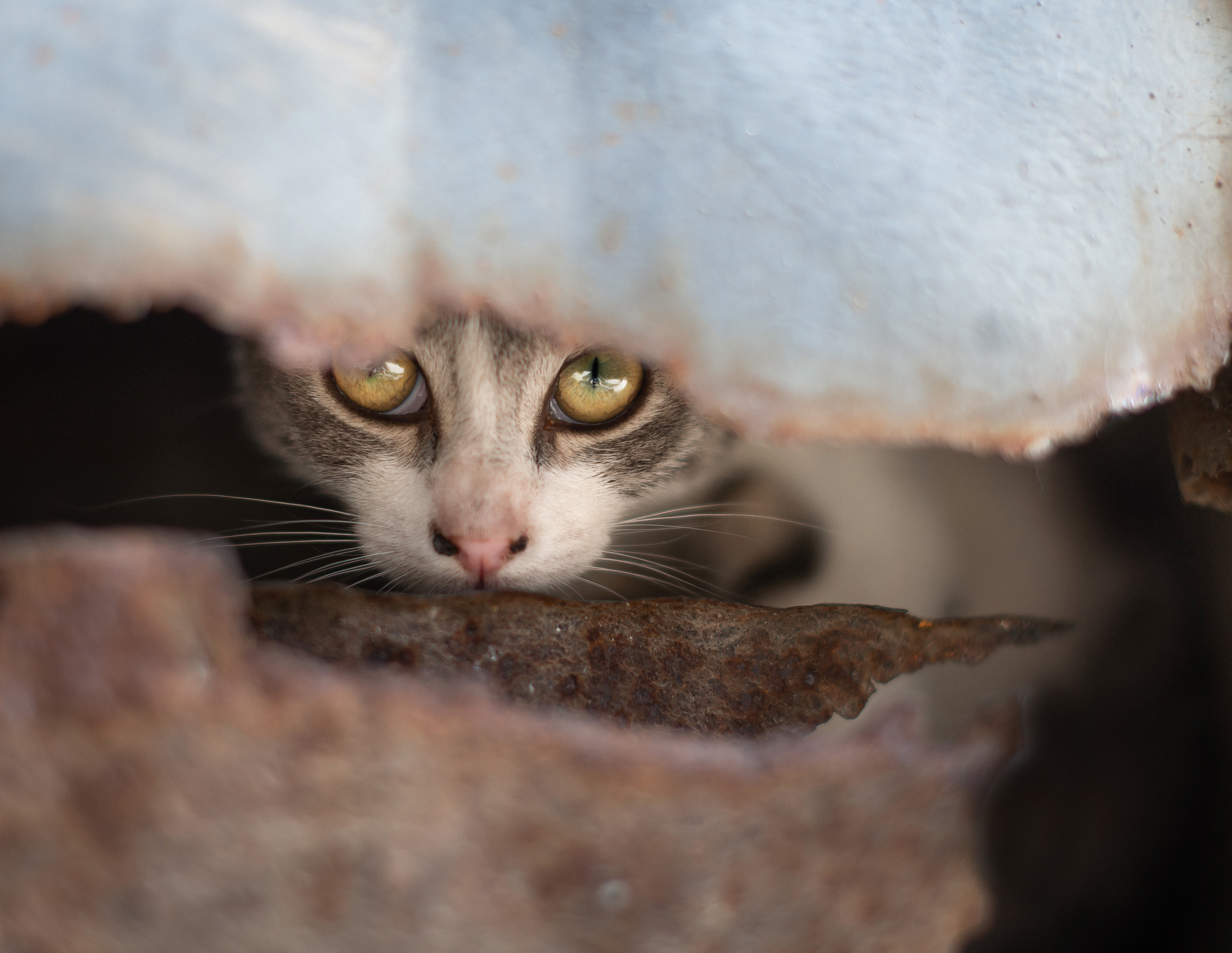 Арт зйомки | Art Photoshoot. Фотограф Ніна Тарашкевич | Київ | Чуттєві Портрети, Лавсторі