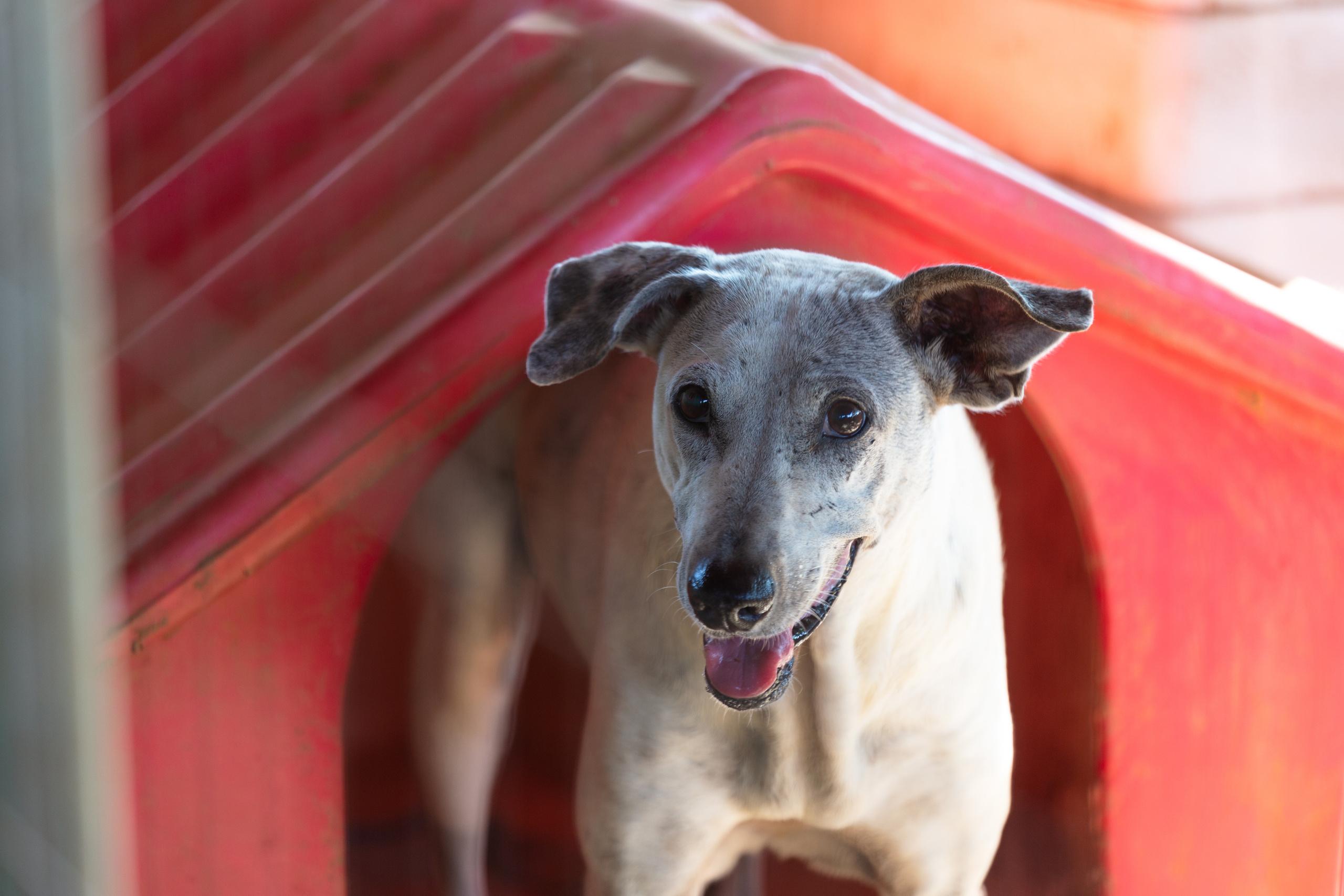 Bella Vida. Photos by Vasilisa Popil