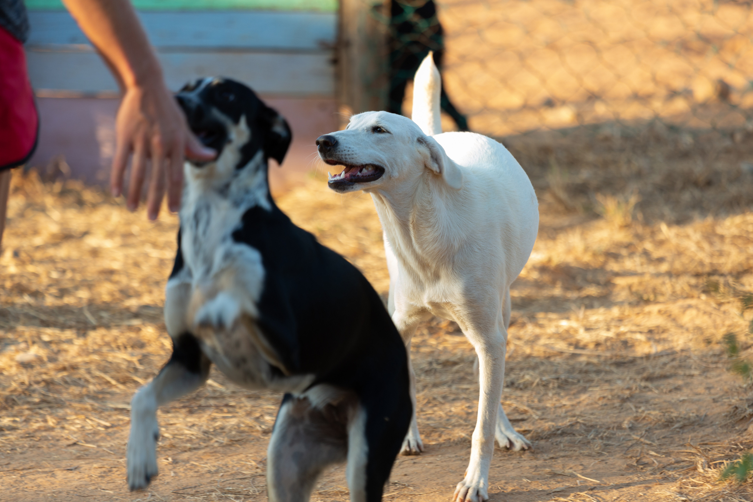 Bella Vida. Photos by Vasilisa Popil