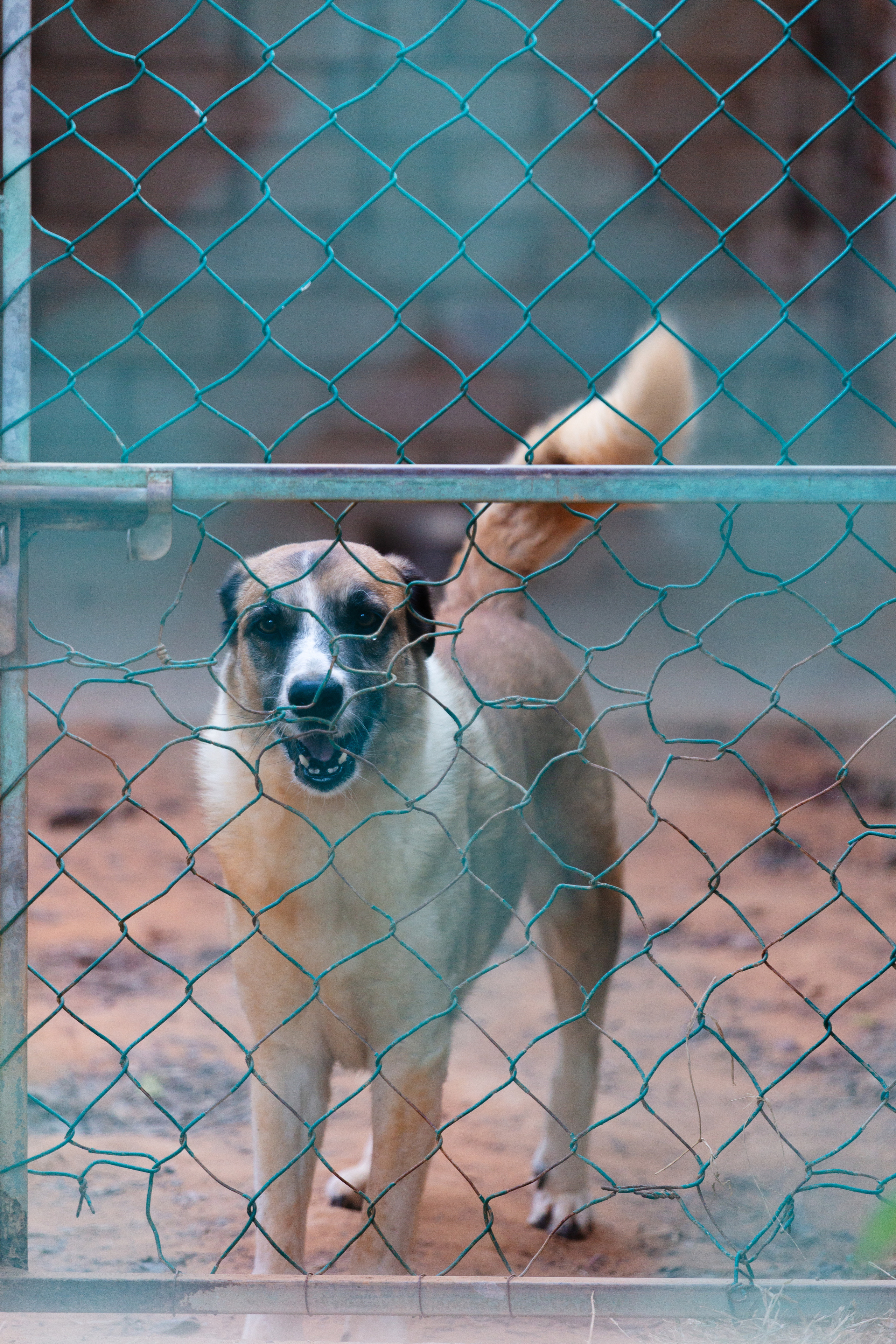 Bella Vida. Photos by Vasilisa Popil