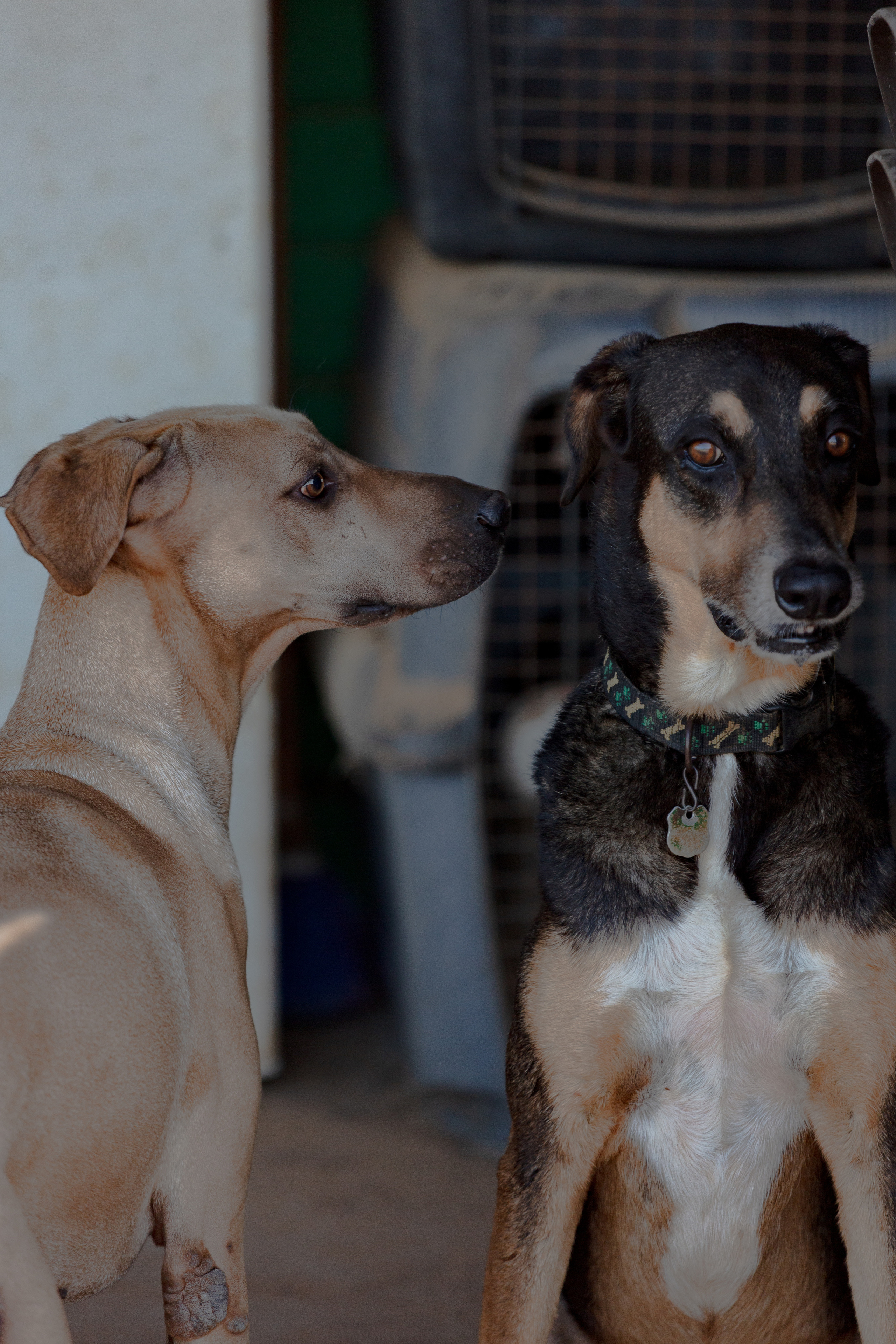 Bella Vida. Photos by Vasilisa Popil