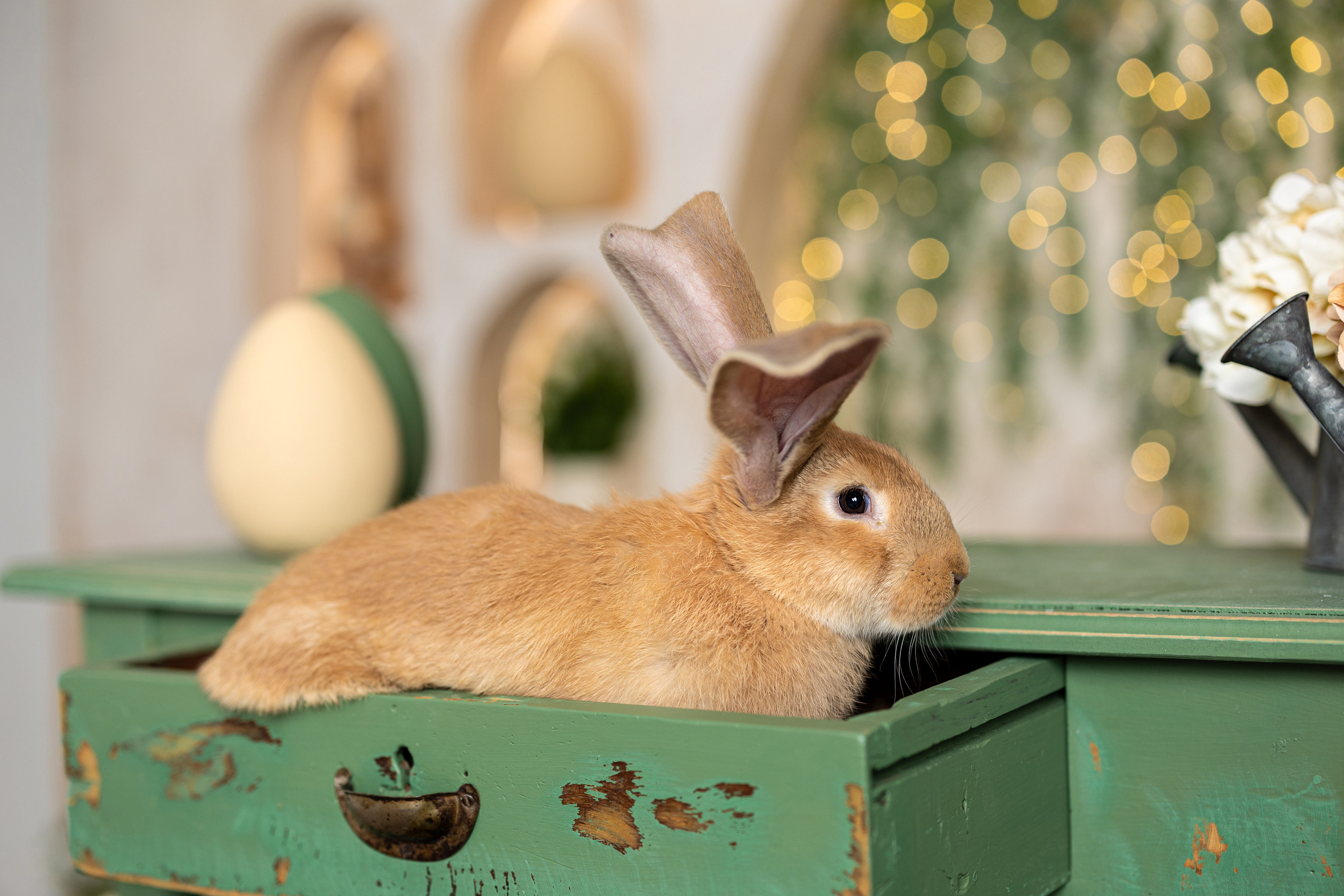 If Sugar Photography — Детски и семеен фотограф в София, Студентски град