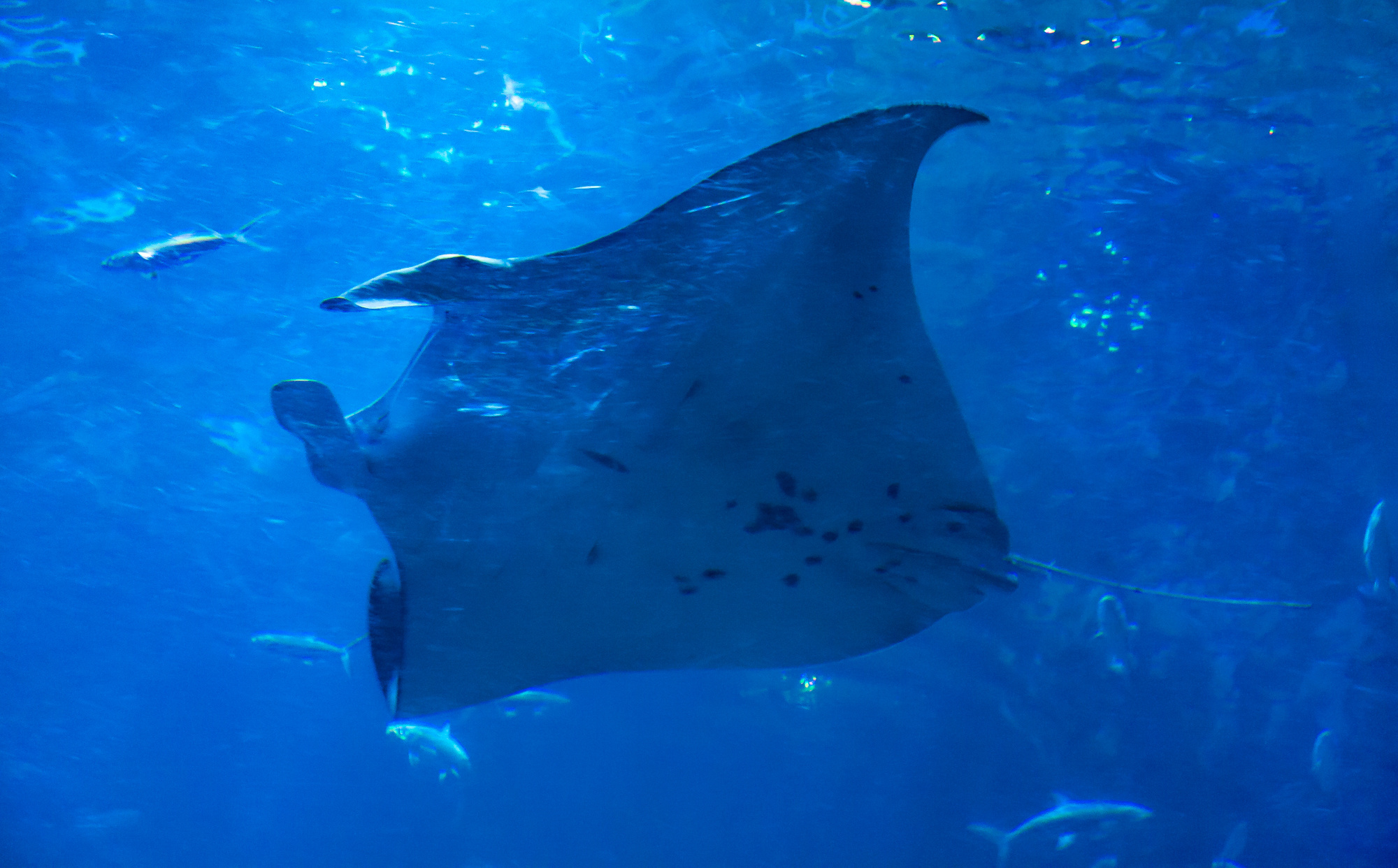 Природа. Свадебный, Семейный, детский фотограф, а также фотограф на таинство кр