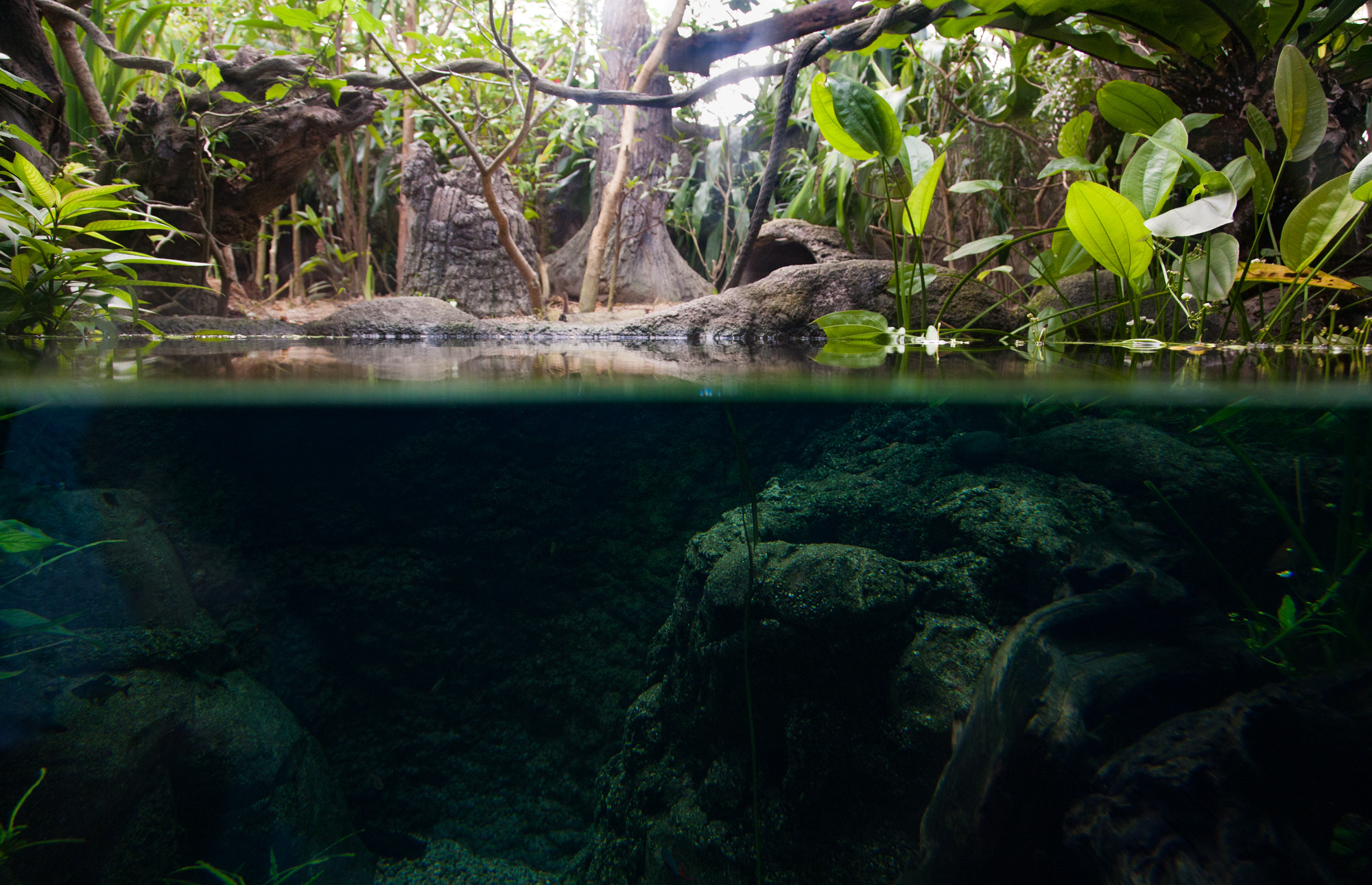 Природа. Свадебный, Семейный, детский фотограф, а также фотограф на таинство кр