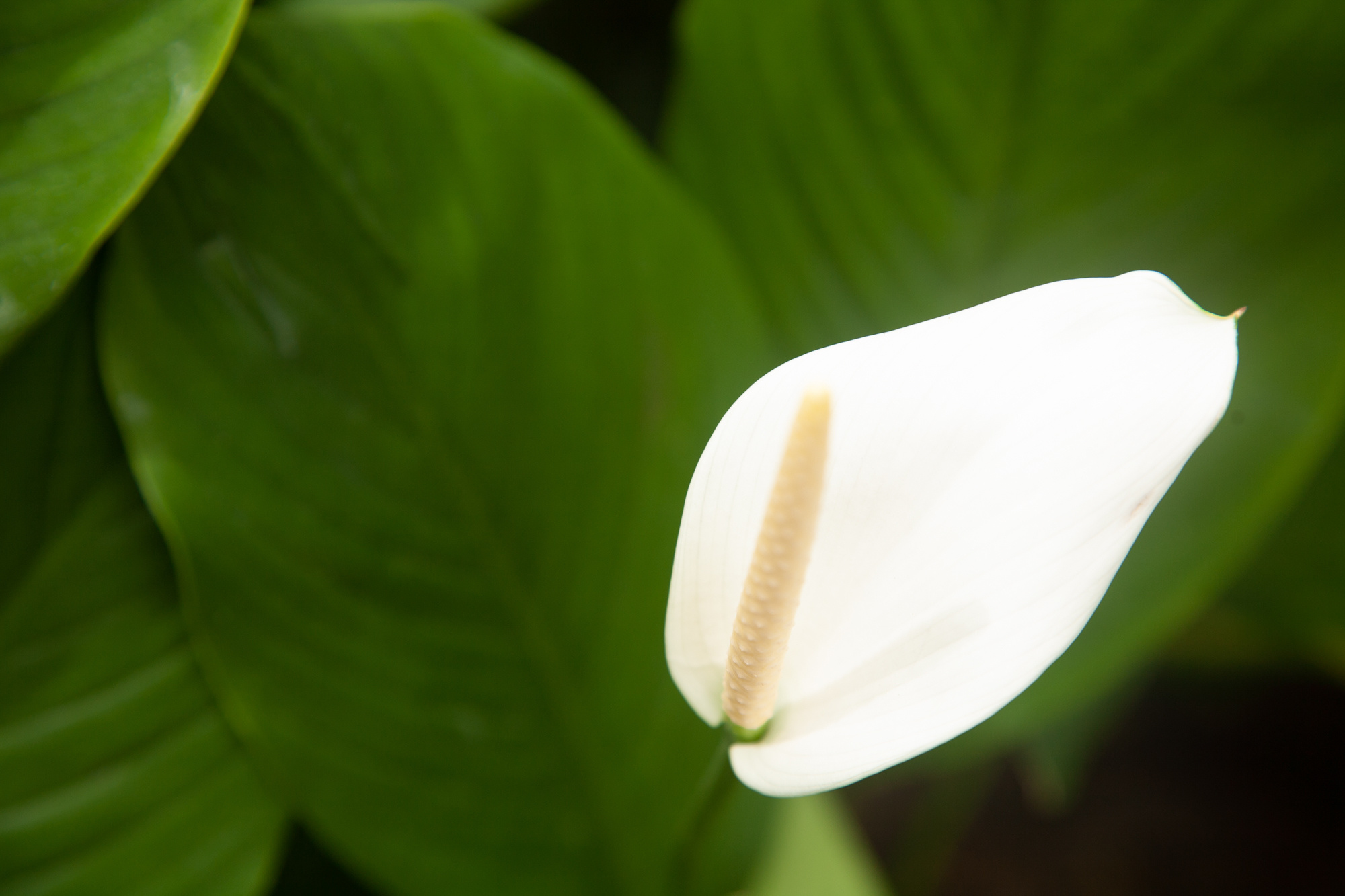 Природа. Свадебный, Семейный, детский фотограф, а также фотограф на таинство кр