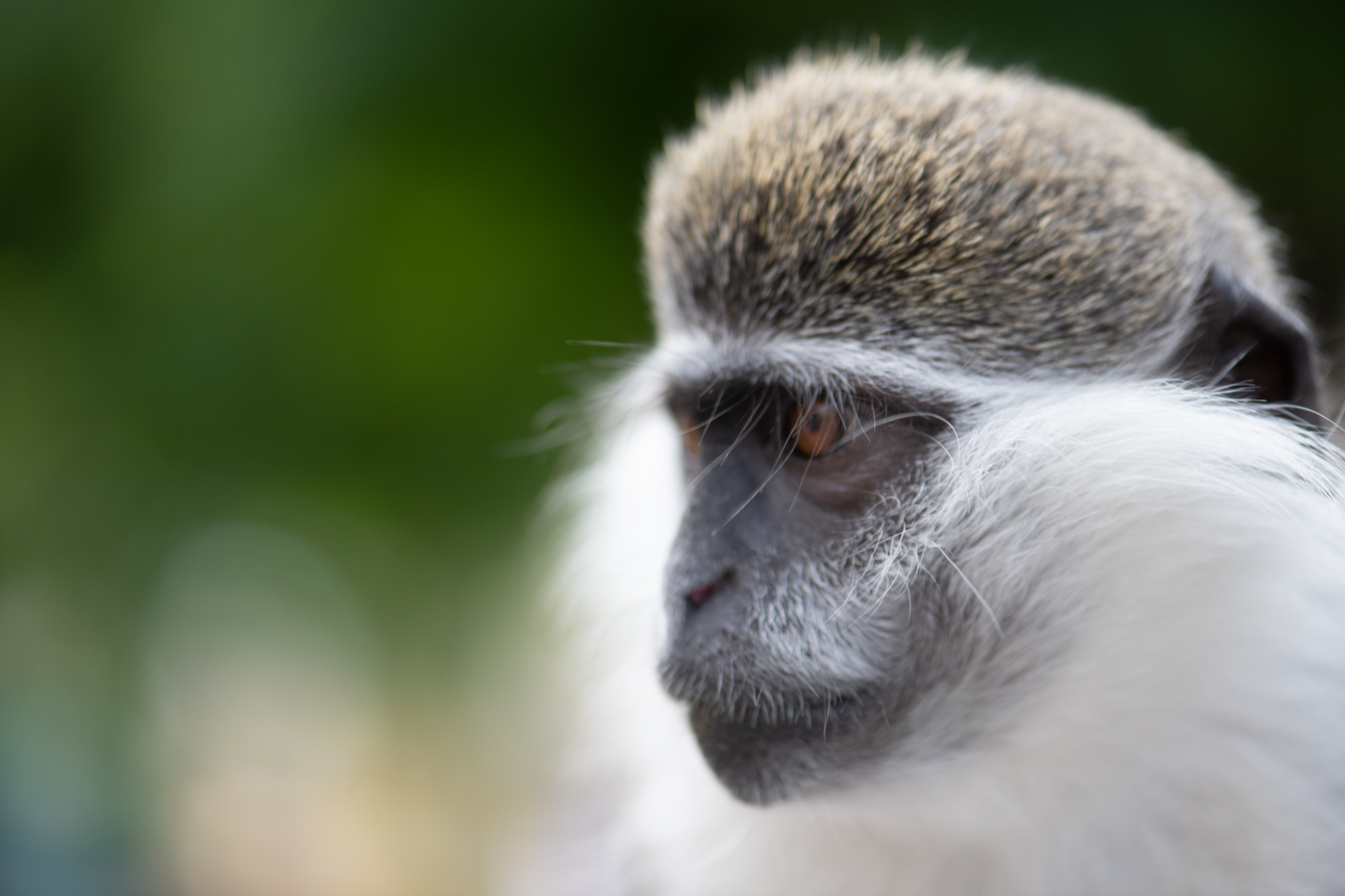 Природа. Свадебный, Семейный, детский фотограф, а также фотограф на таинство кр