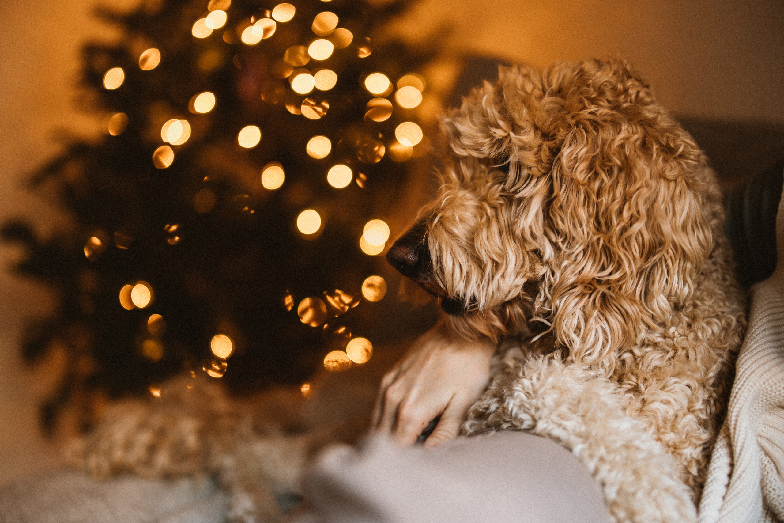 It’s Beginning to Look Like Christmas…. Every moment is special!