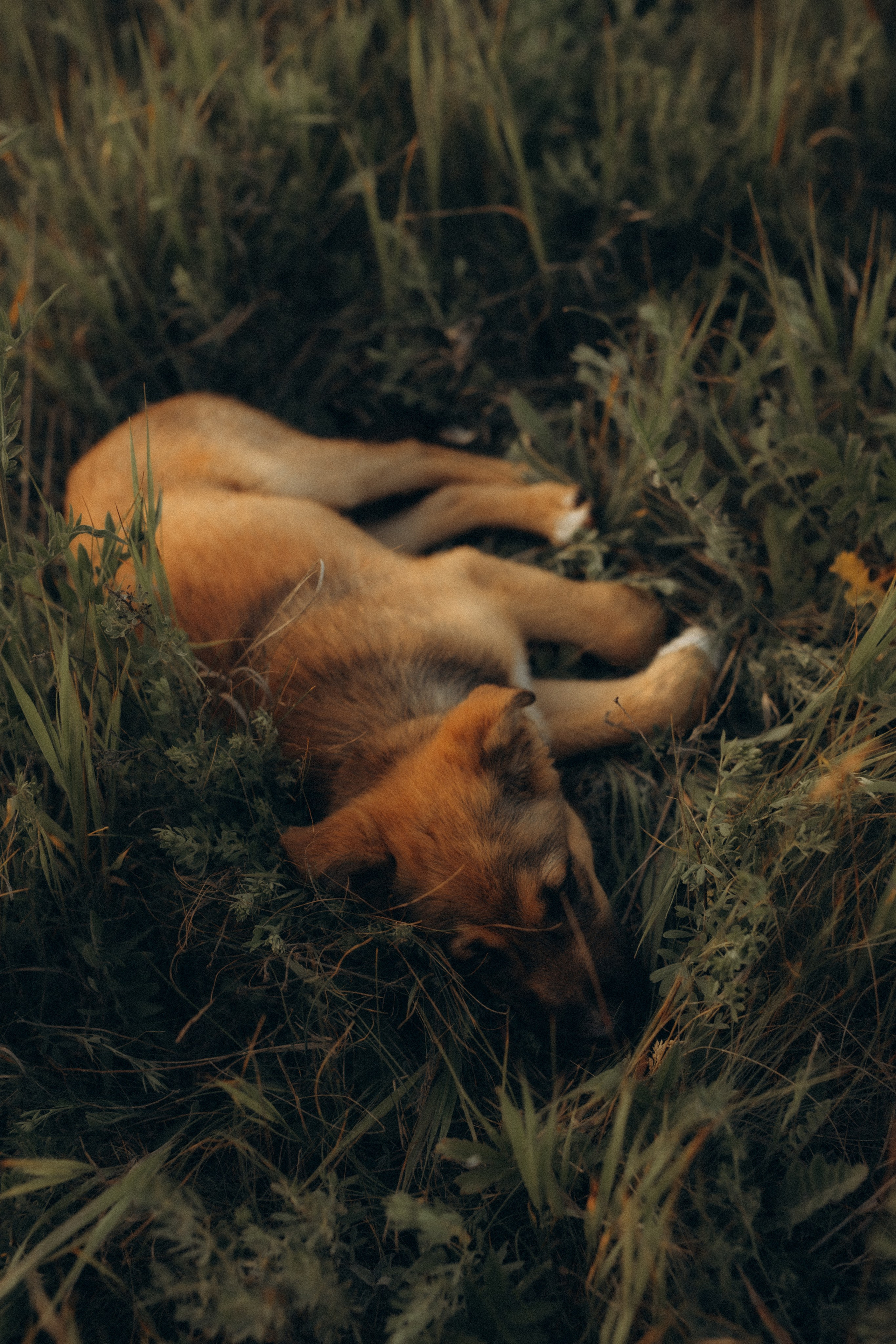 Stories of summer family days. Головна