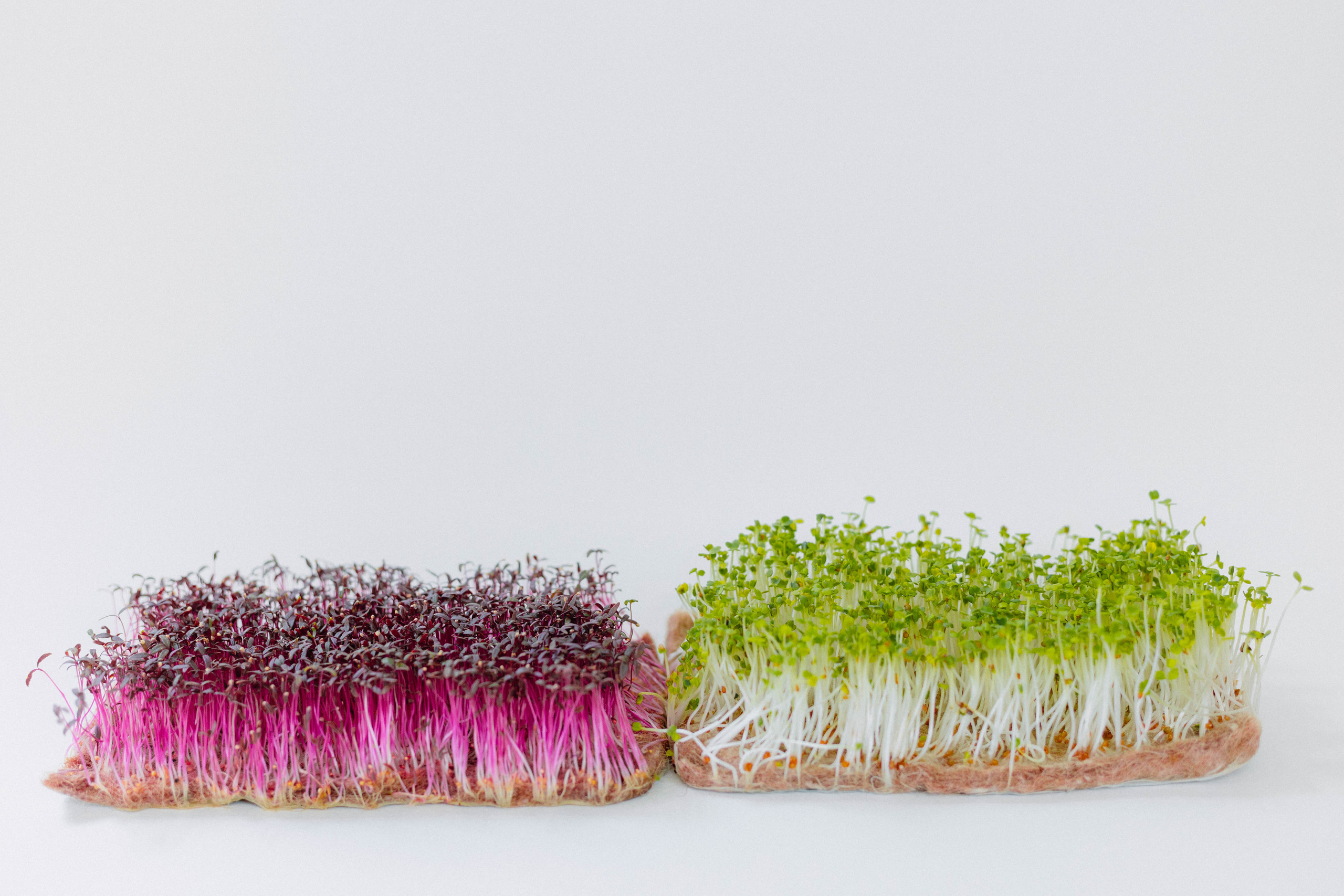 Micro Love. Misha Zaitsev