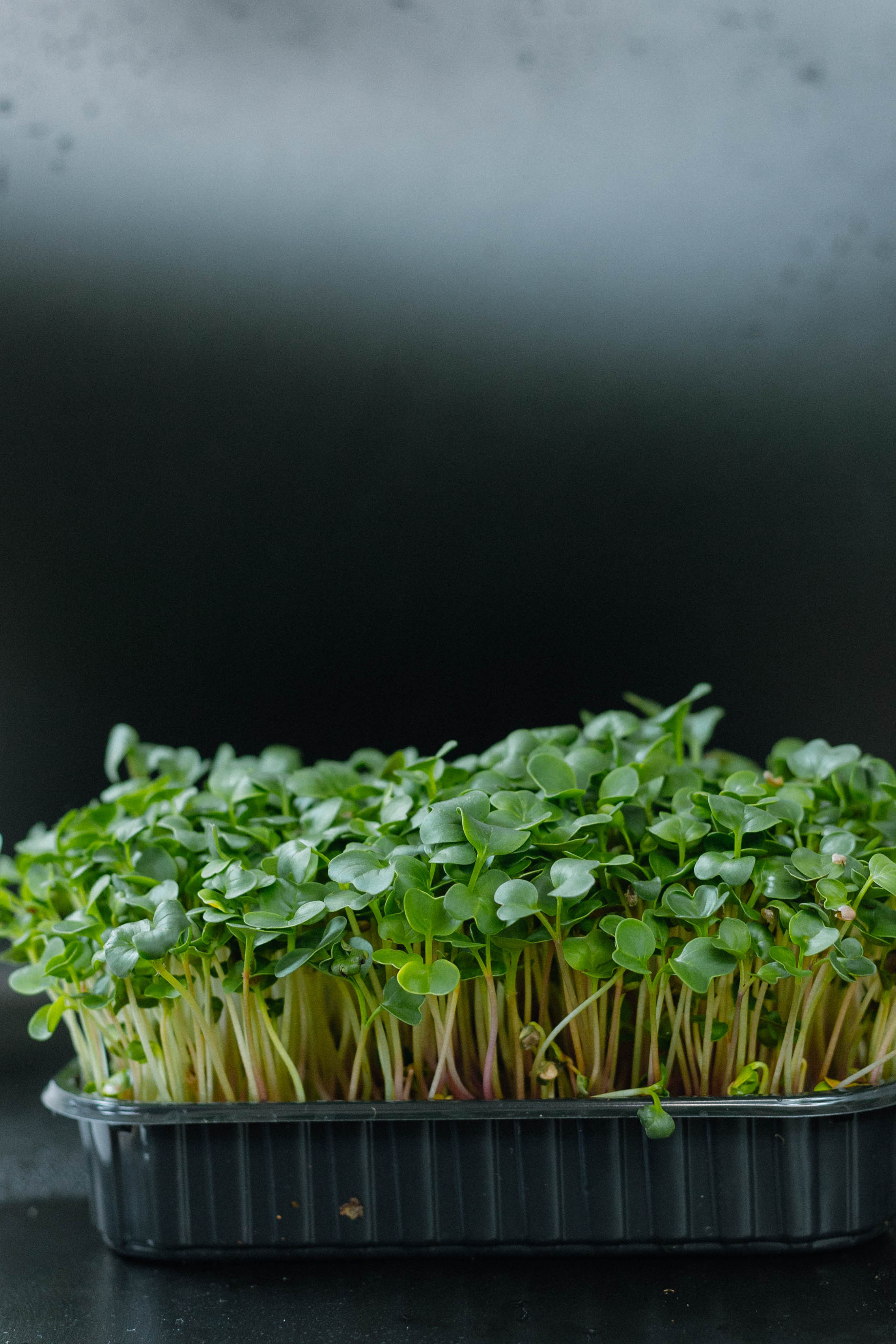 Micro Love. Misha Zaitsev